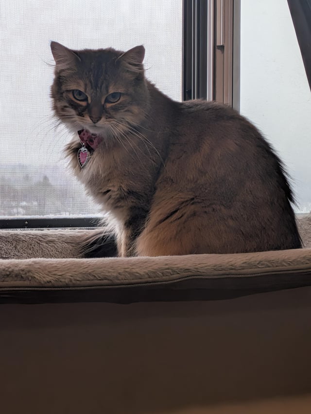 Lost Cat in Ottawa