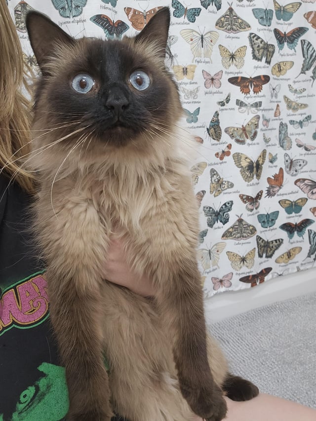 Found pet