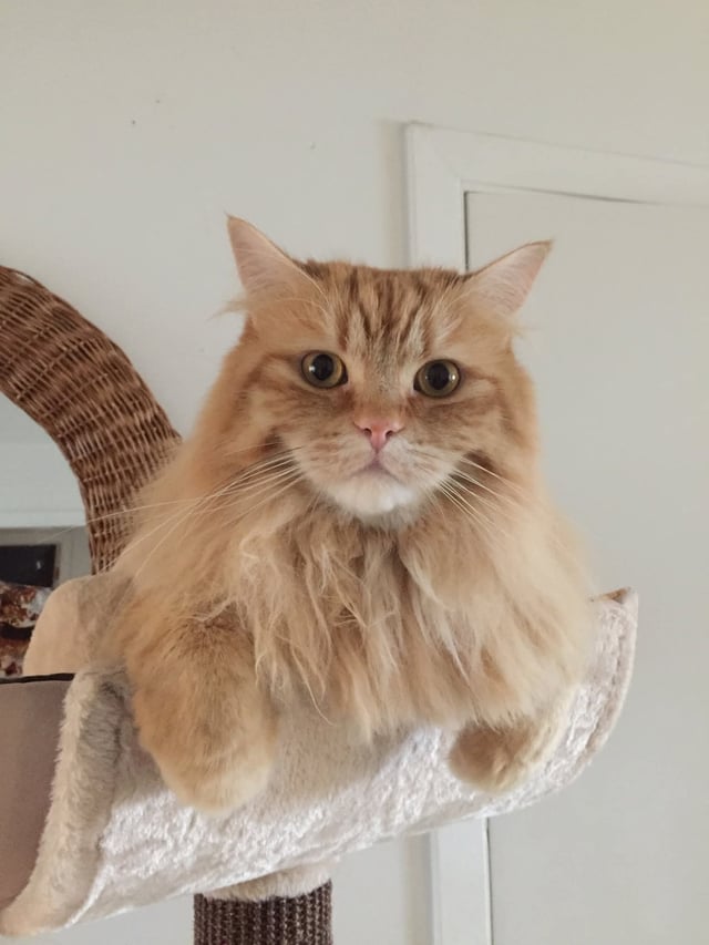 Lost Pet in Gatineau