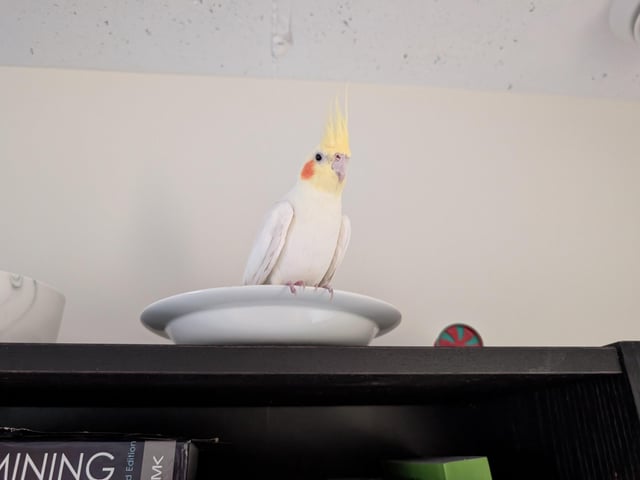 Found bird