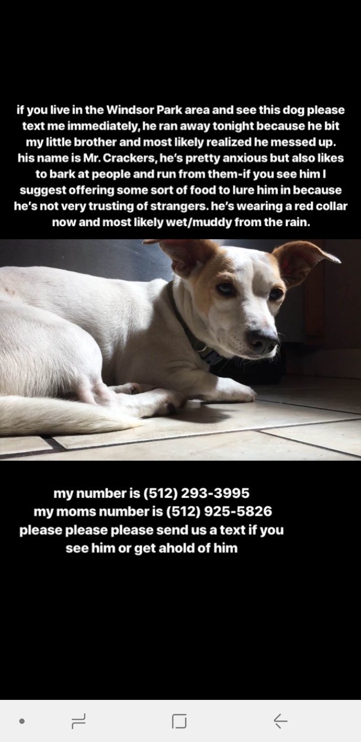 Lost Dog in Austin