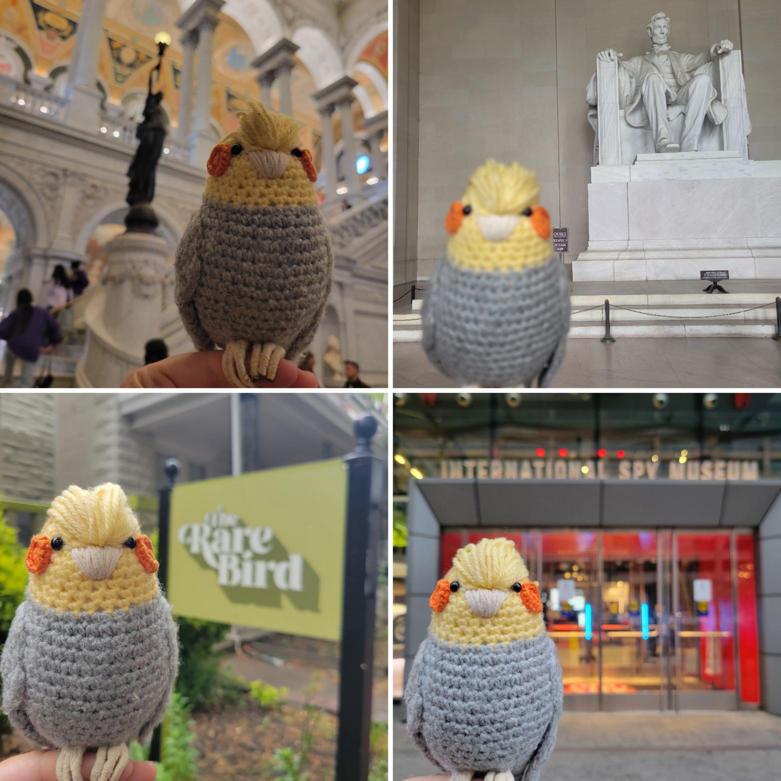 Lost Bird in Washington