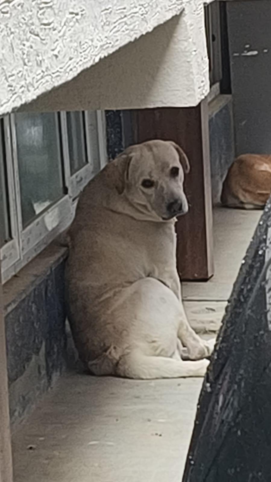 Found dog