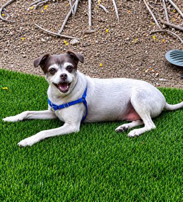 Found dog