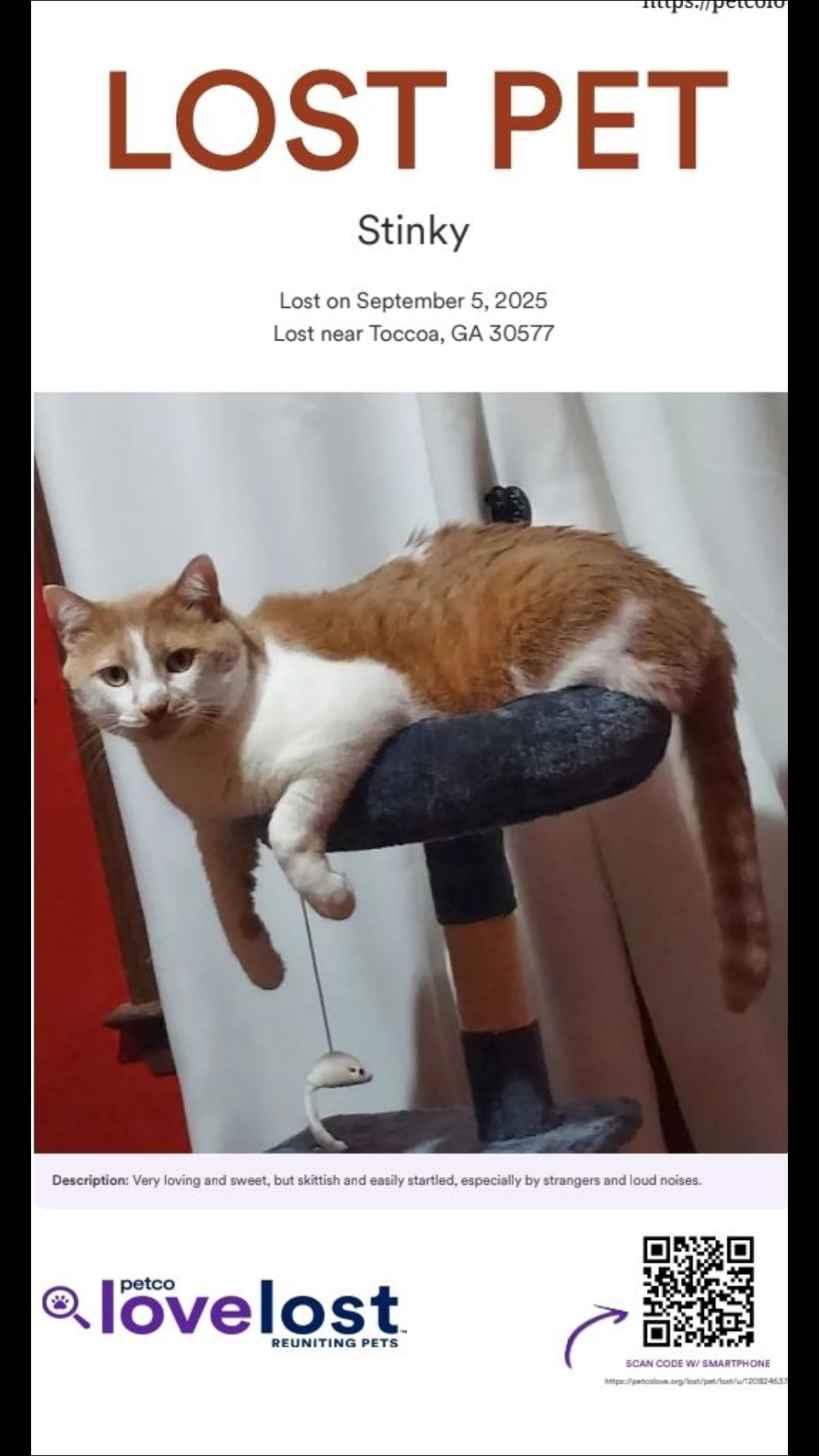 Lost Cat in Toccoa