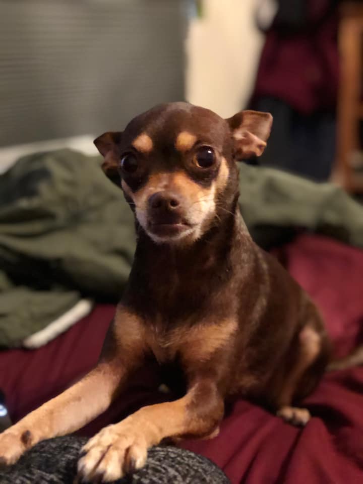 Lost Dog in Austin
