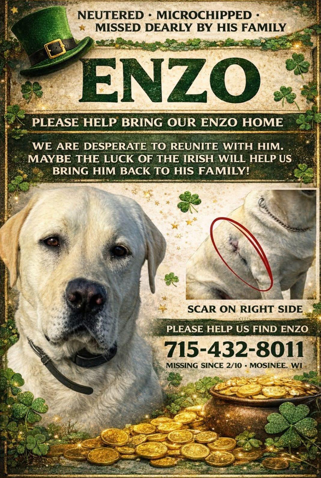 Lost Dog in Madison