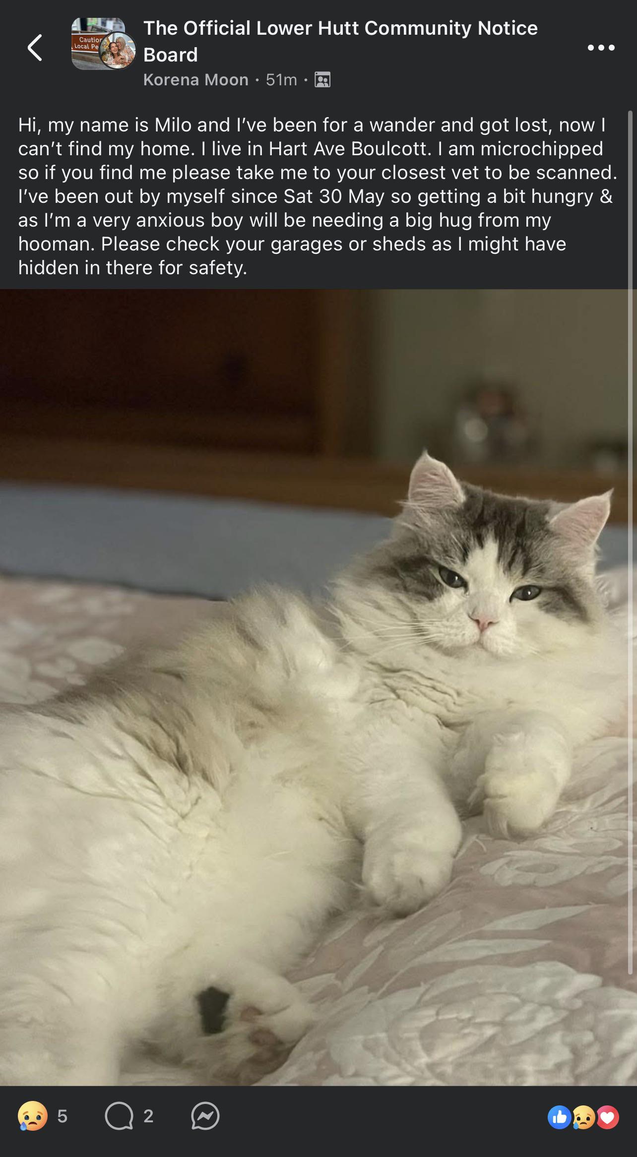 Lost Pet in Lower Hutt