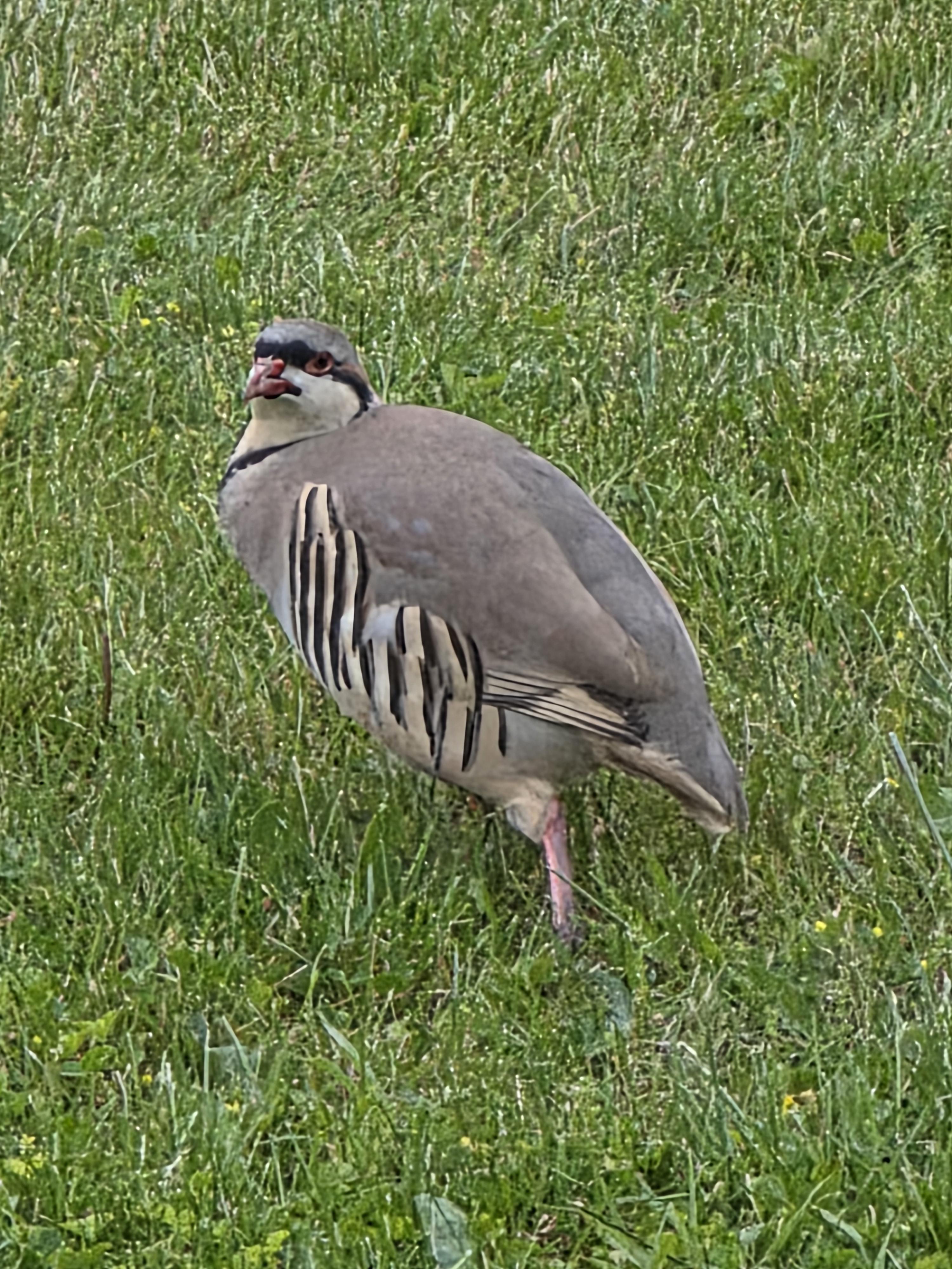 Found Bird in Hilliard