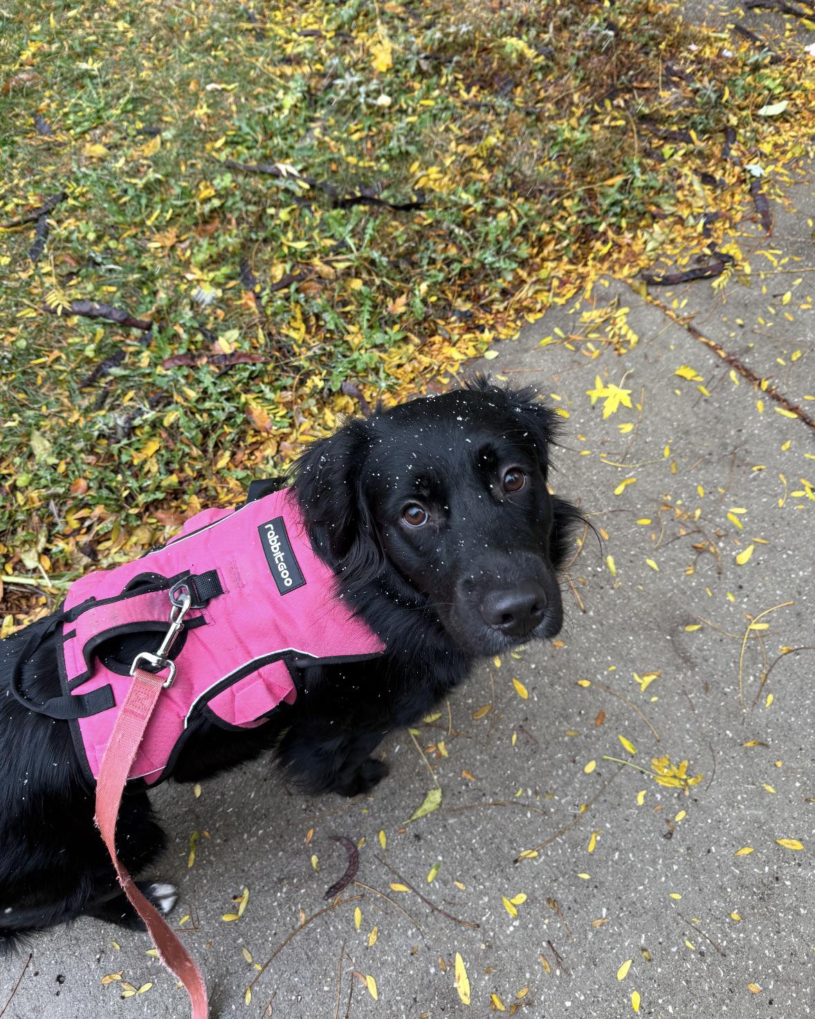 Lost dog