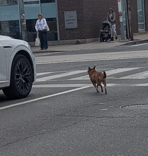 Found dog