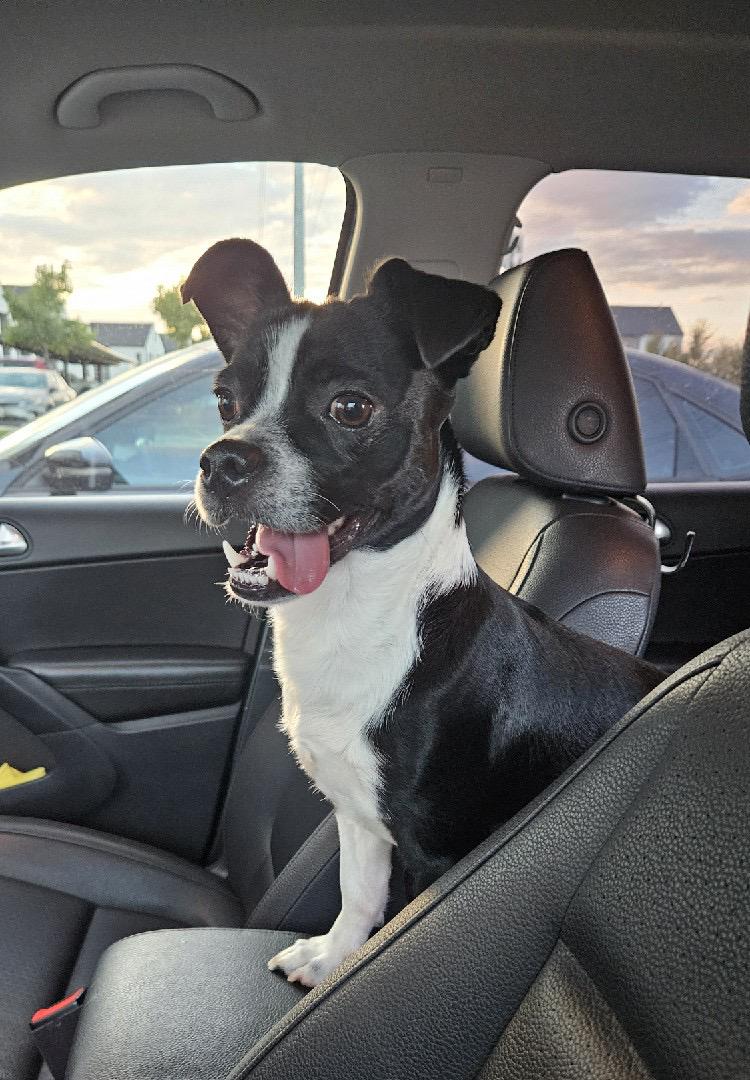 Found Dog in Austin