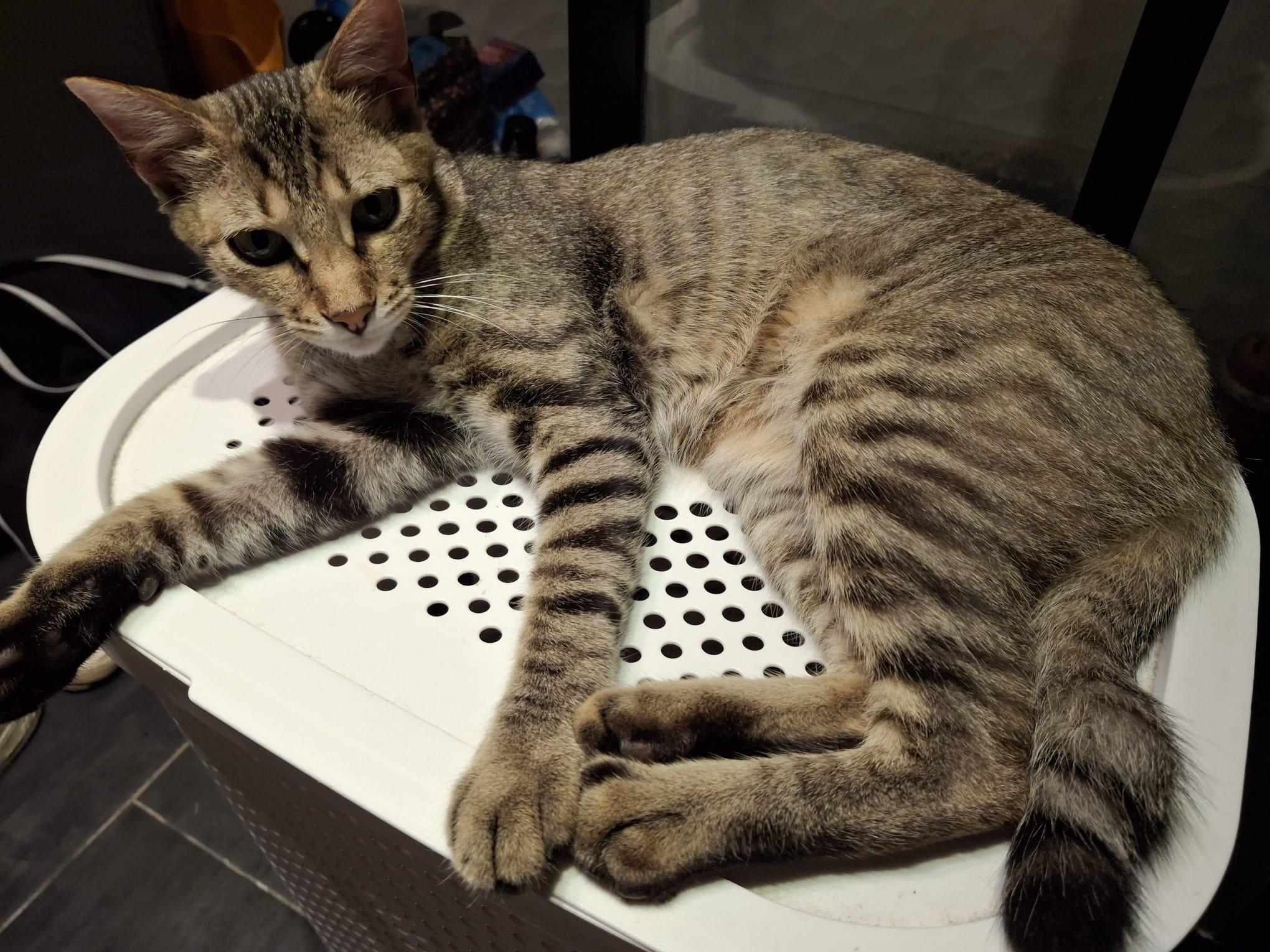Lost cat