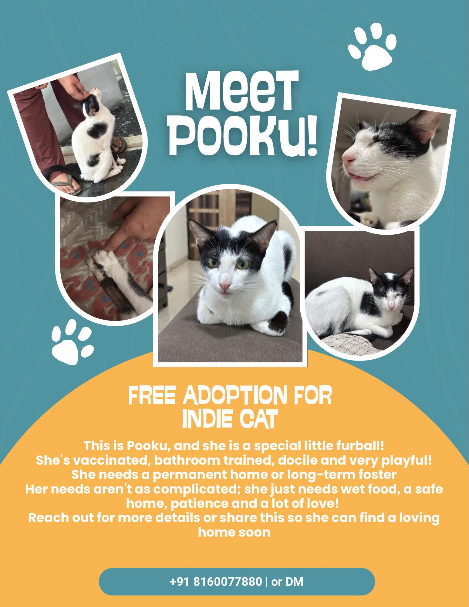 Found cat