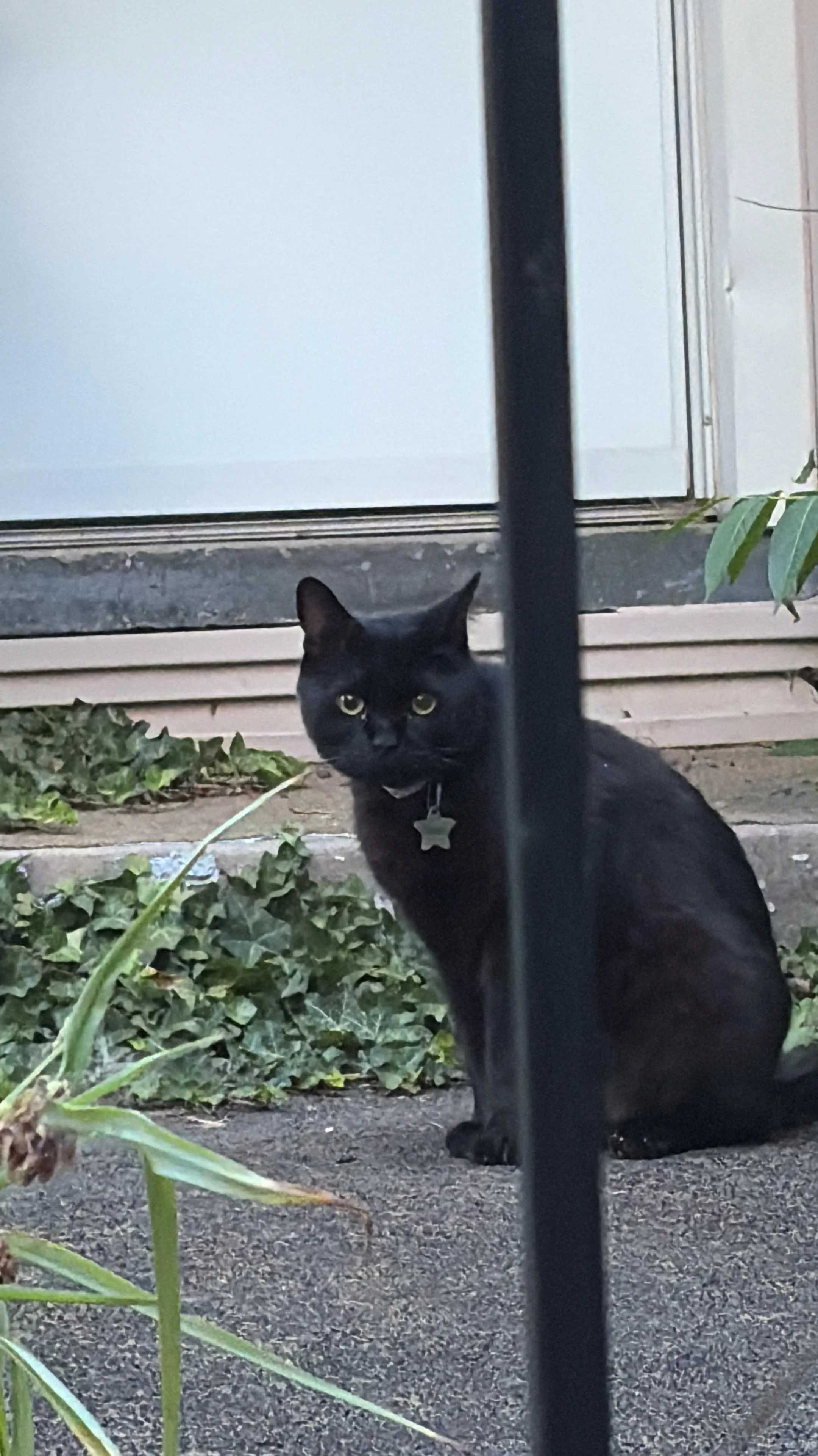 Found cat