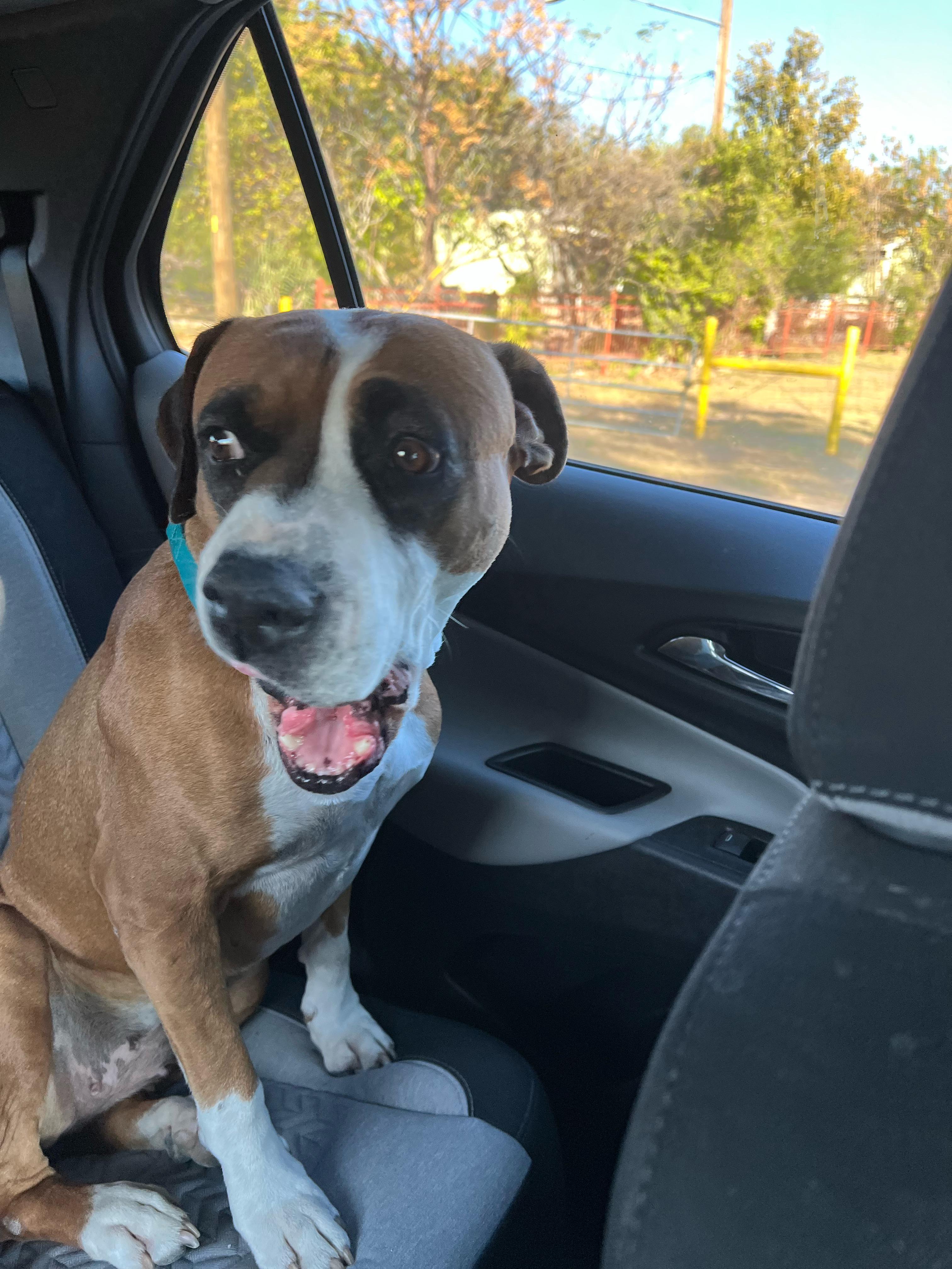 Found Dog in Austin