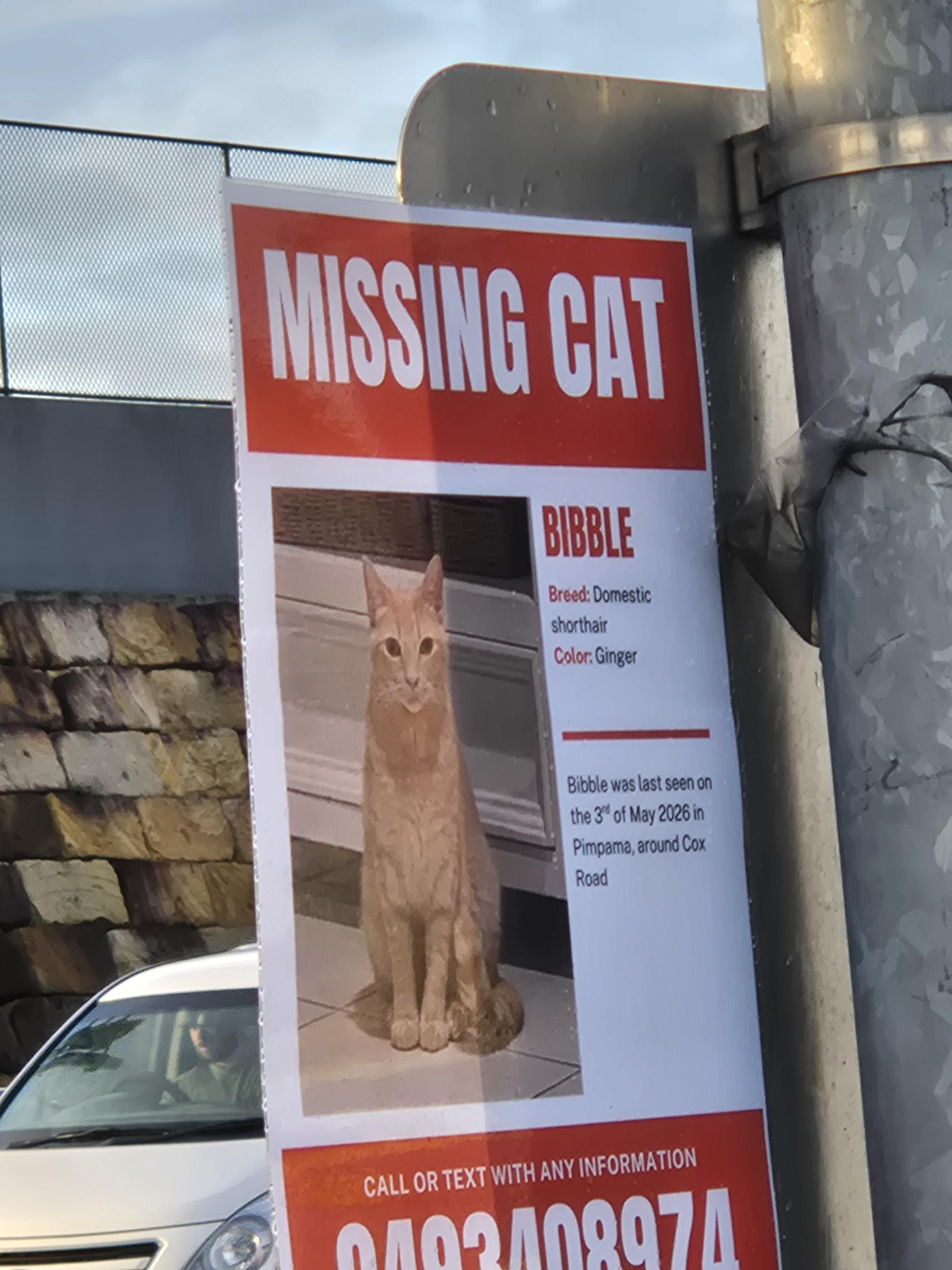 Lost Cat in Gold Coast
