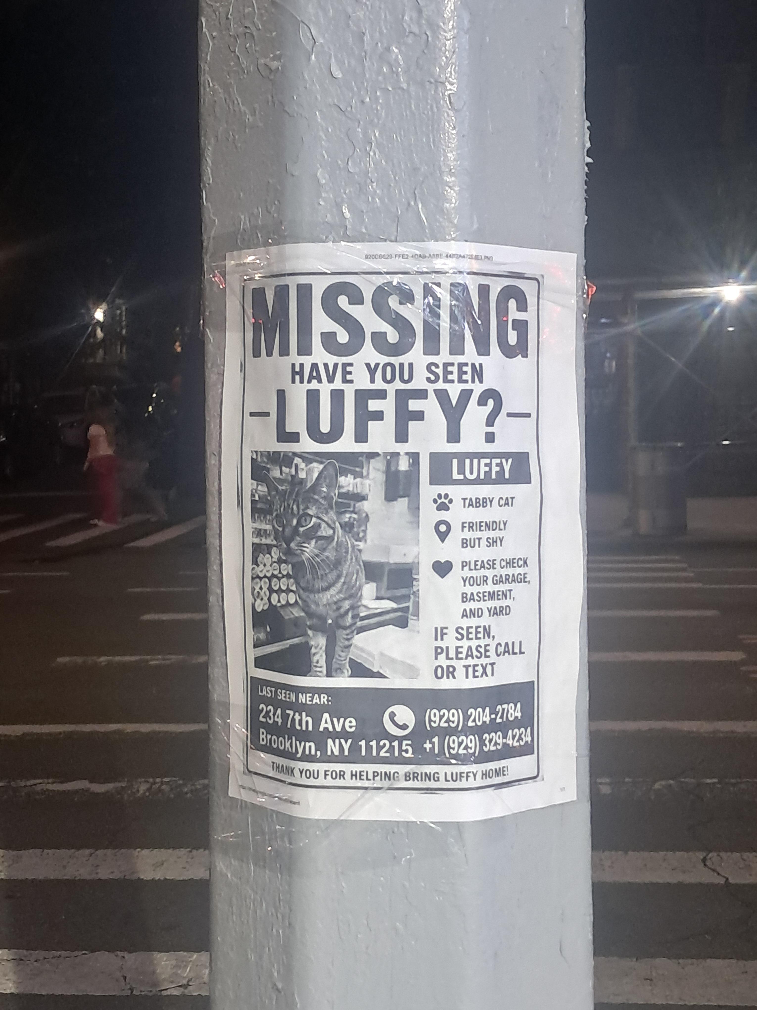 Lost Pet in New York City