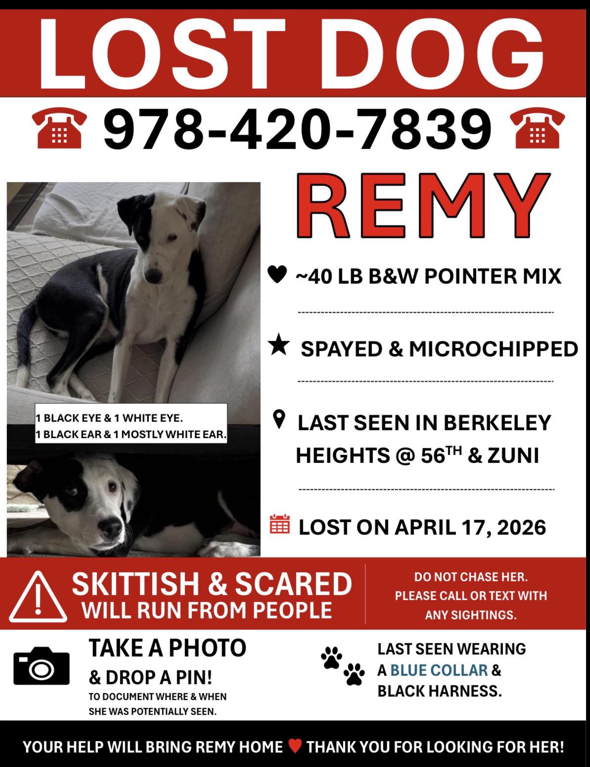 Lost dog
