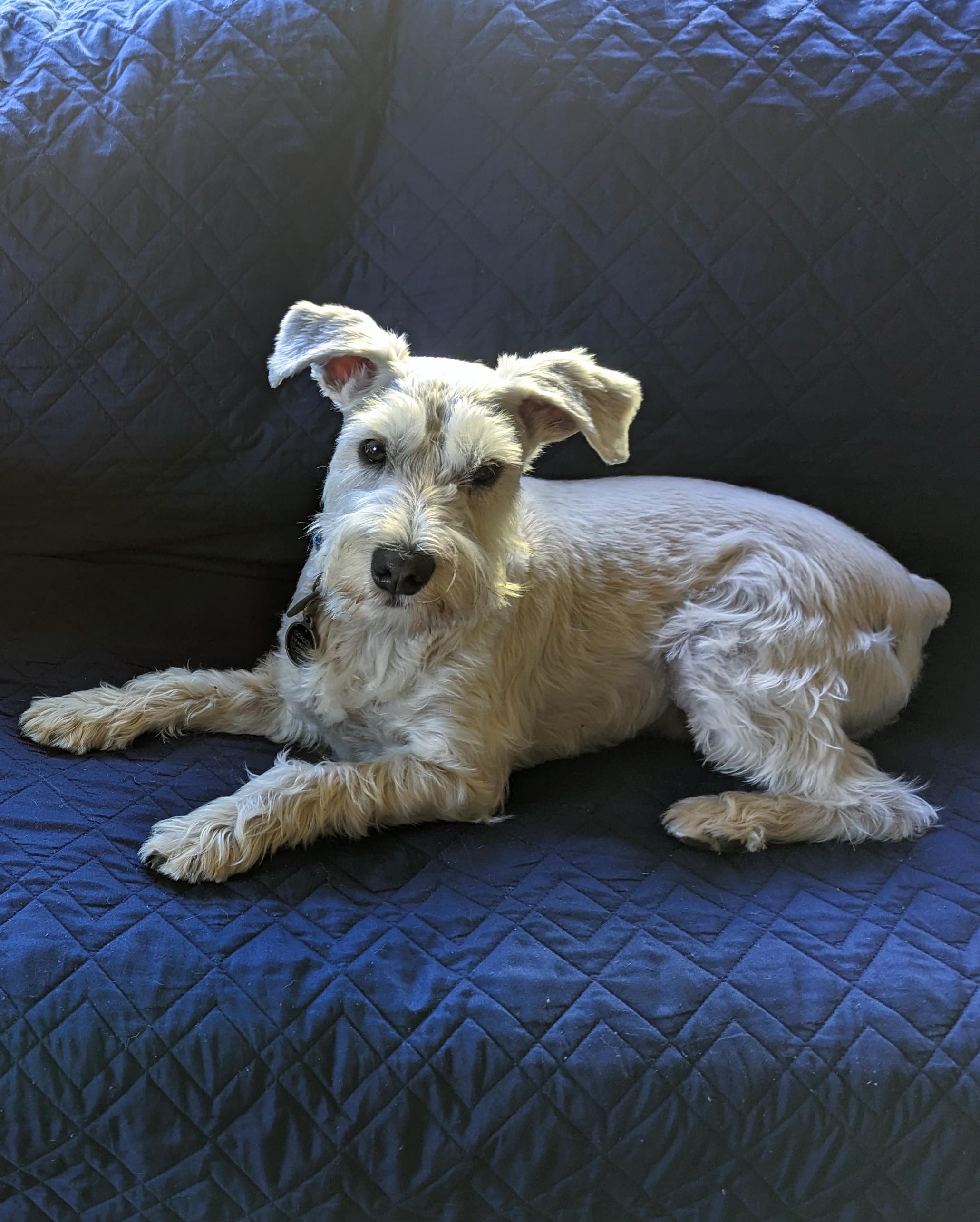 Lost Dog in Austin