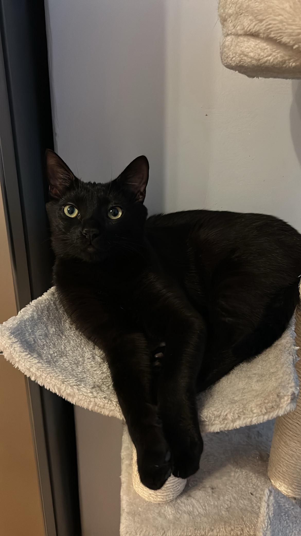 Lost Cat in Budapest