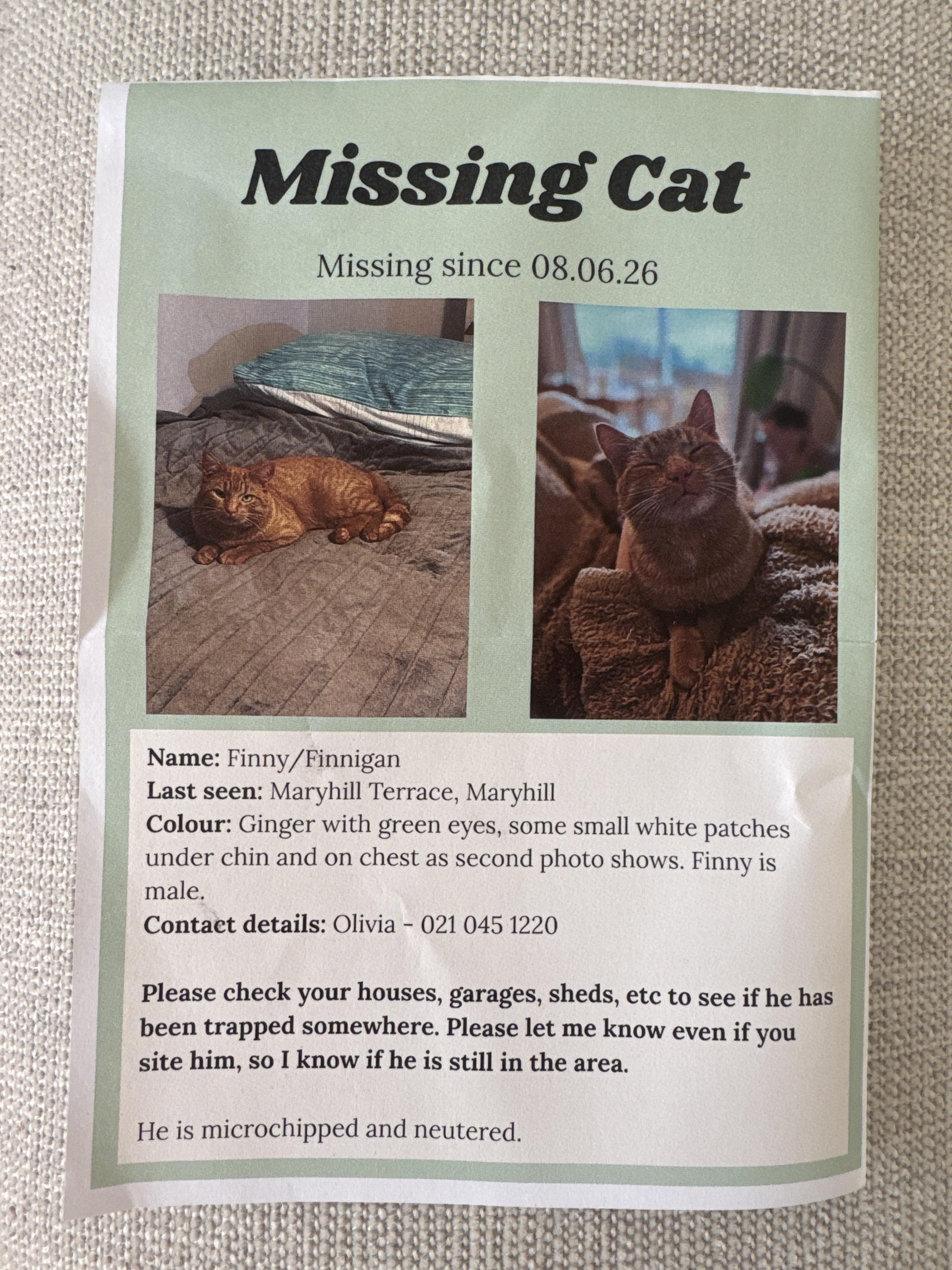 Lost cat