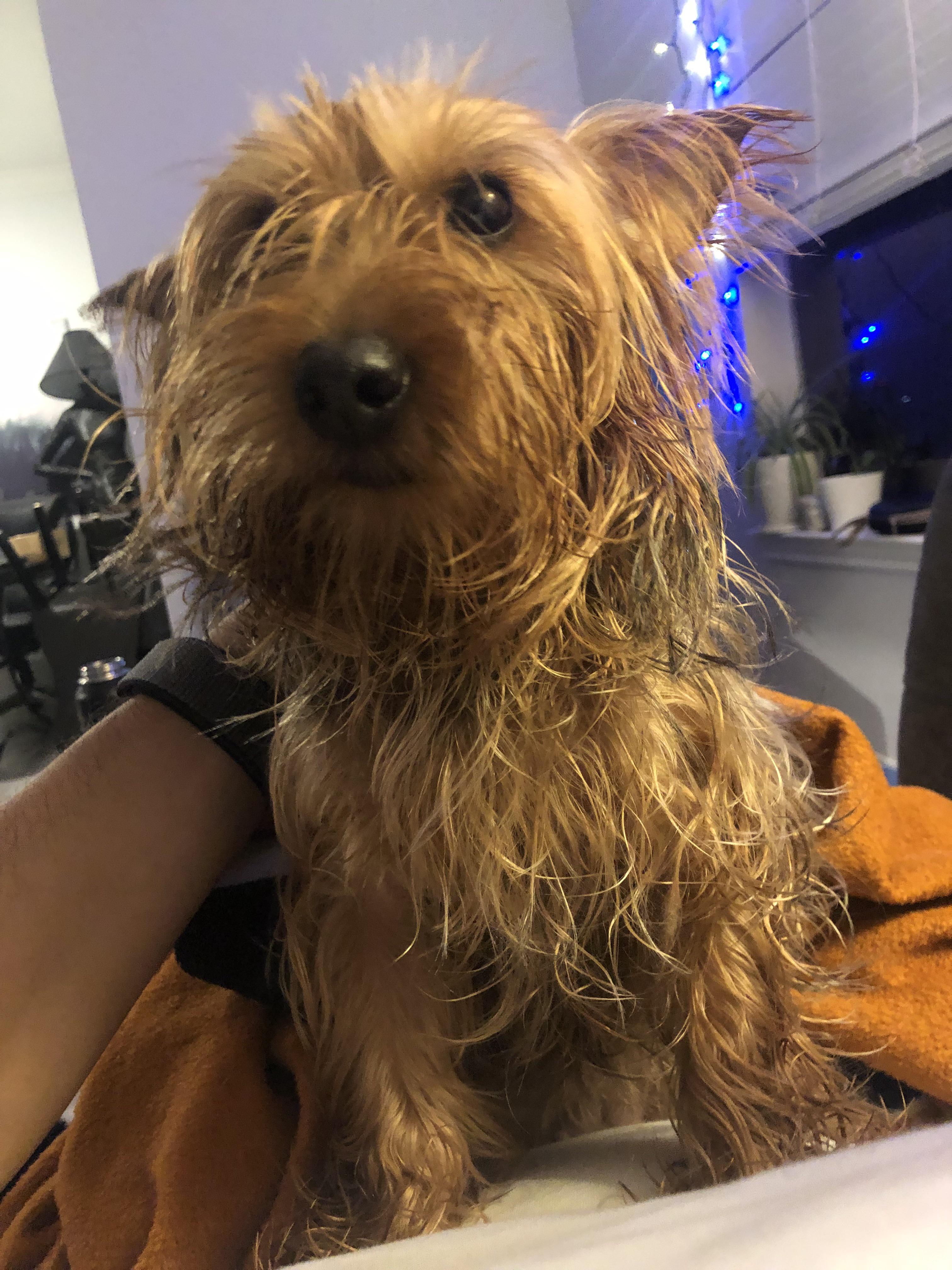 Found dog