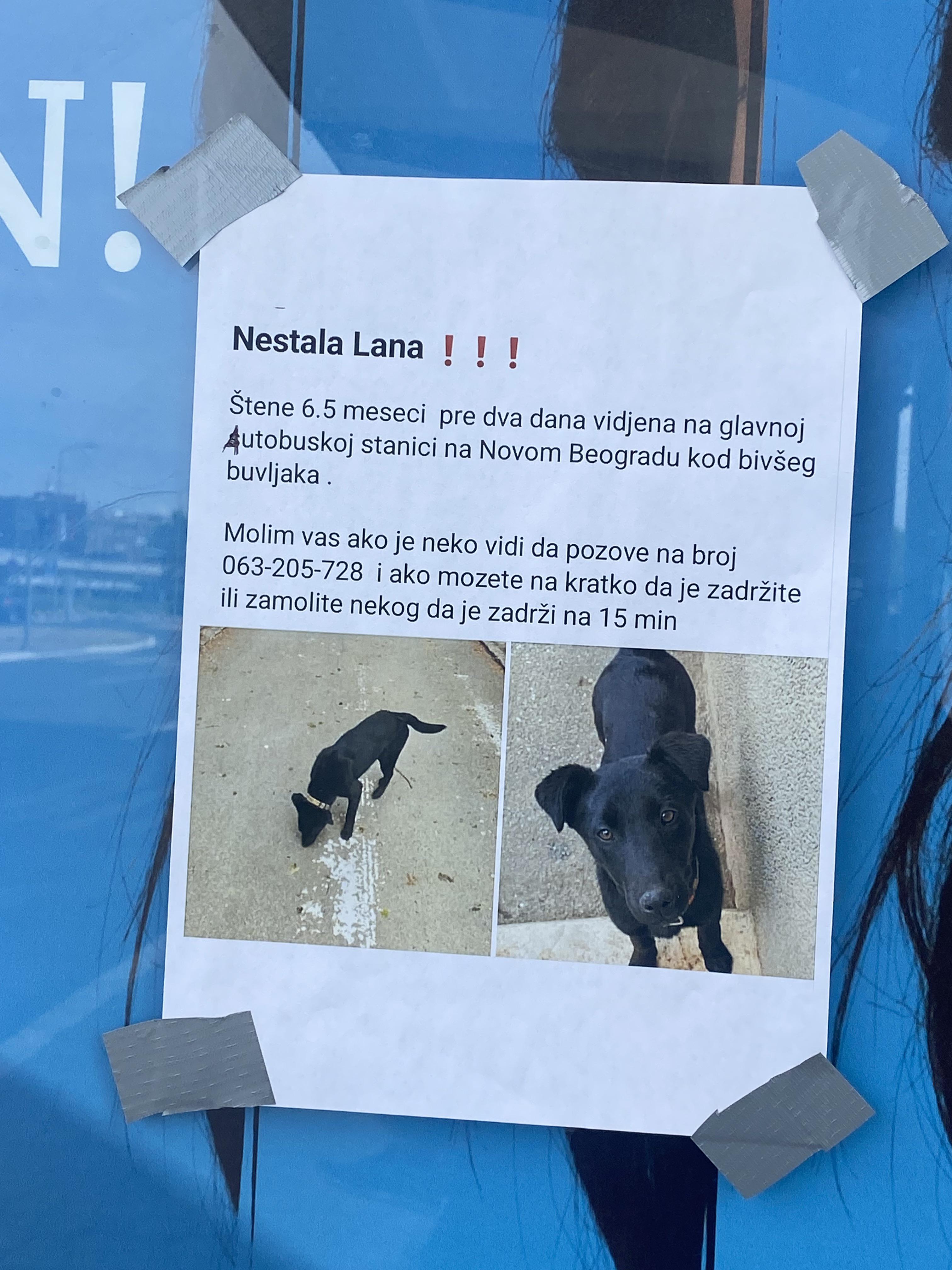 Lost Dog in Belgrade
