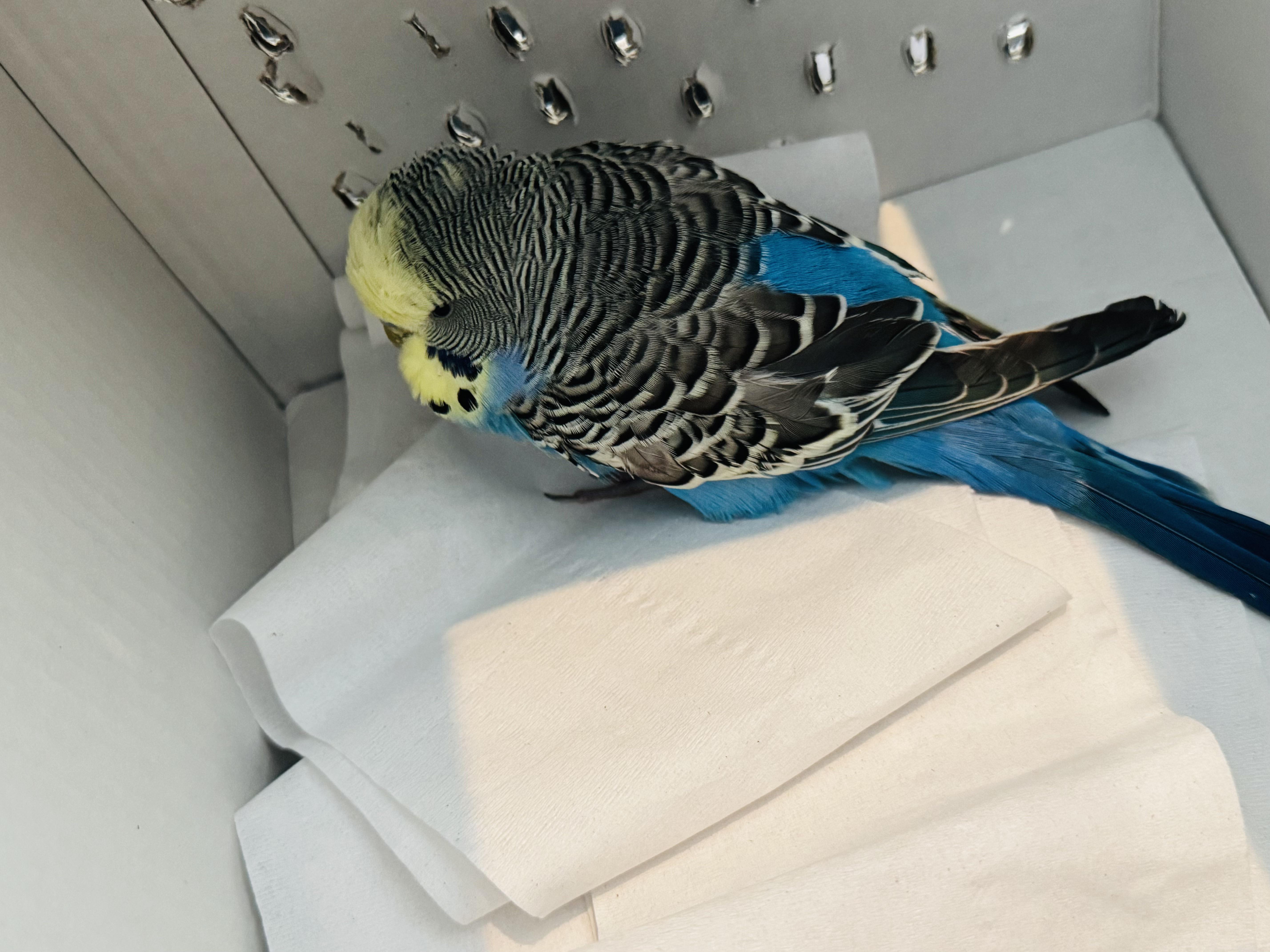 Found Budgie in London