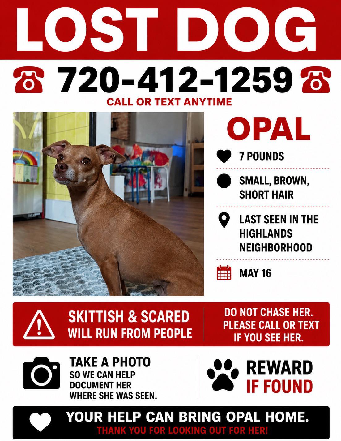 Lost dog