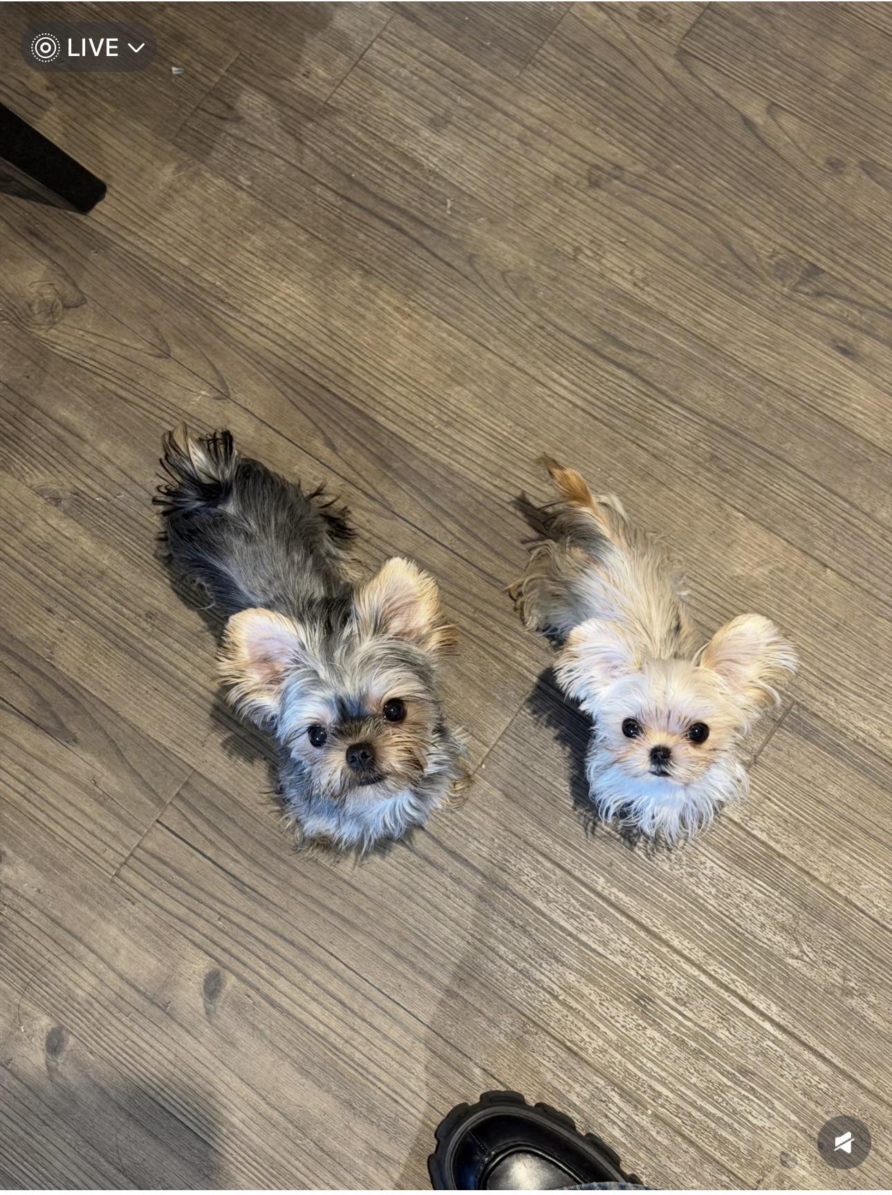 Lost dog