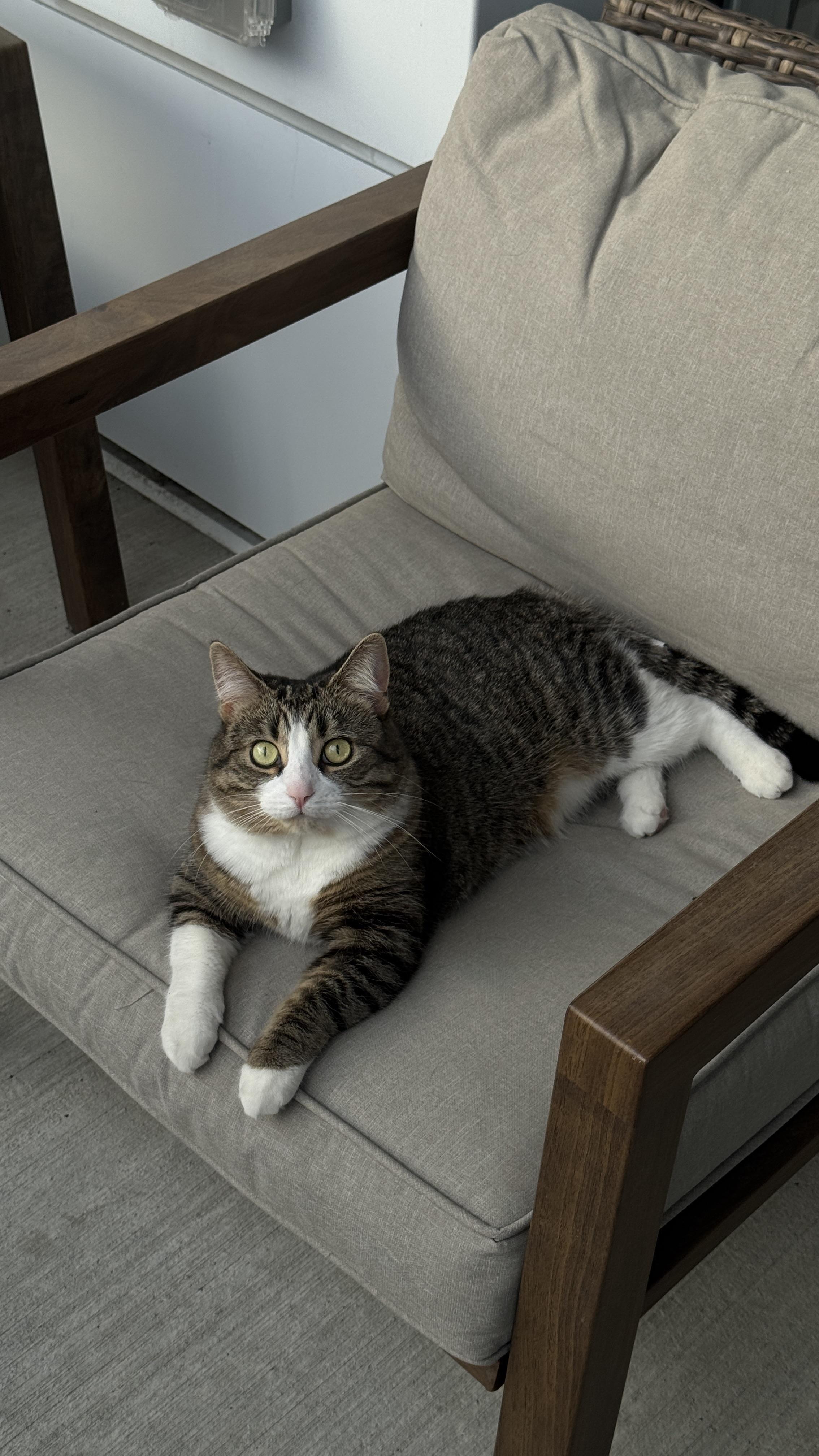 Lost cat