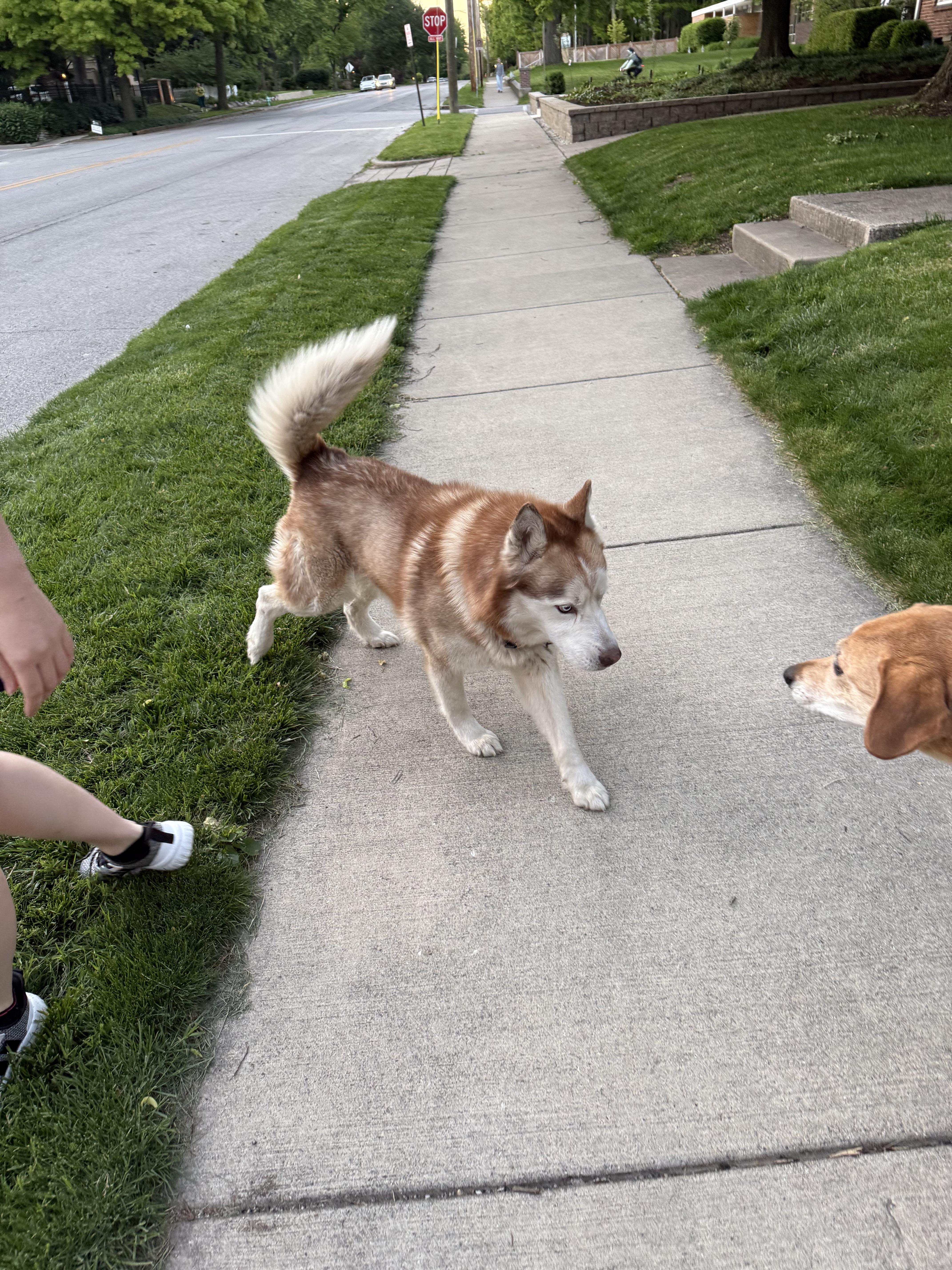Found dog