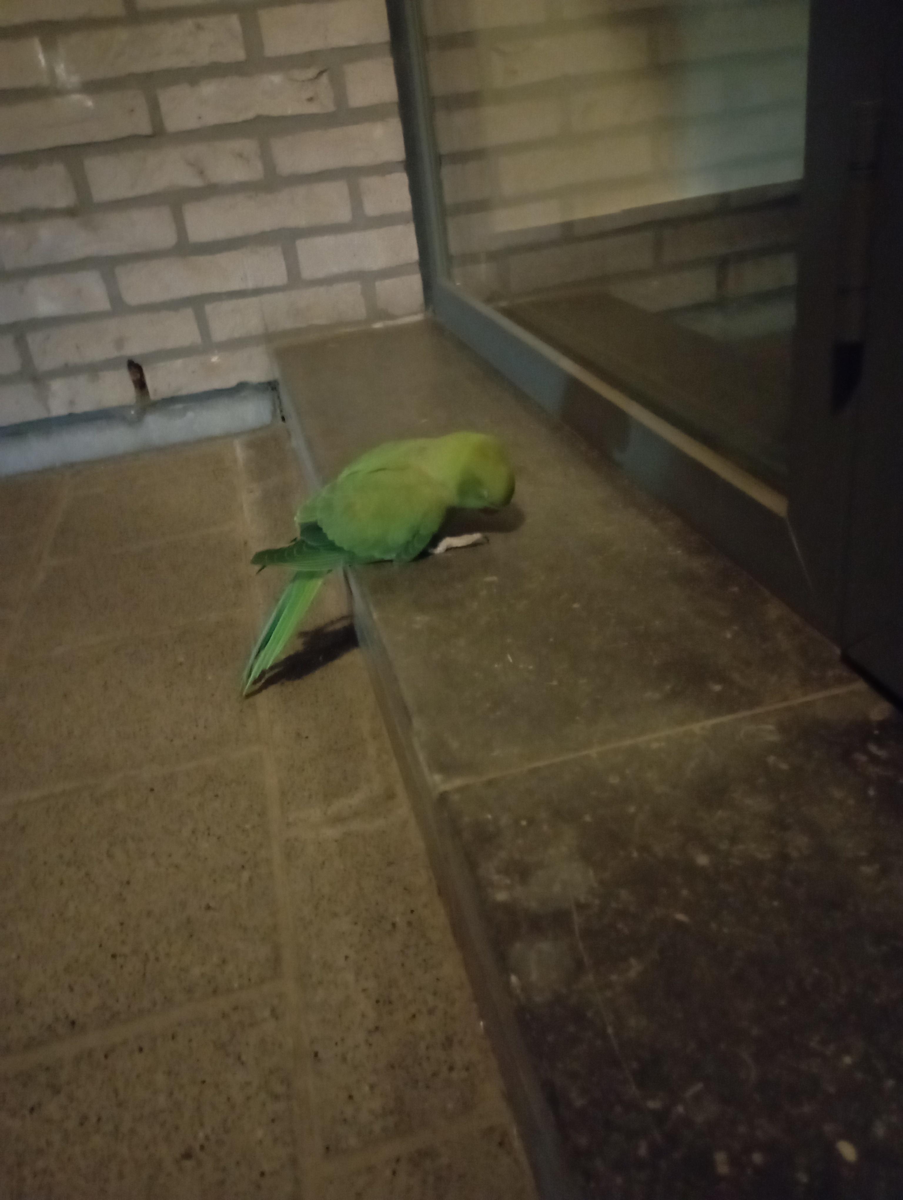 Lost Bird in Leuven