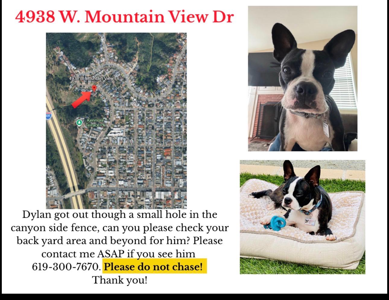 Lost dog