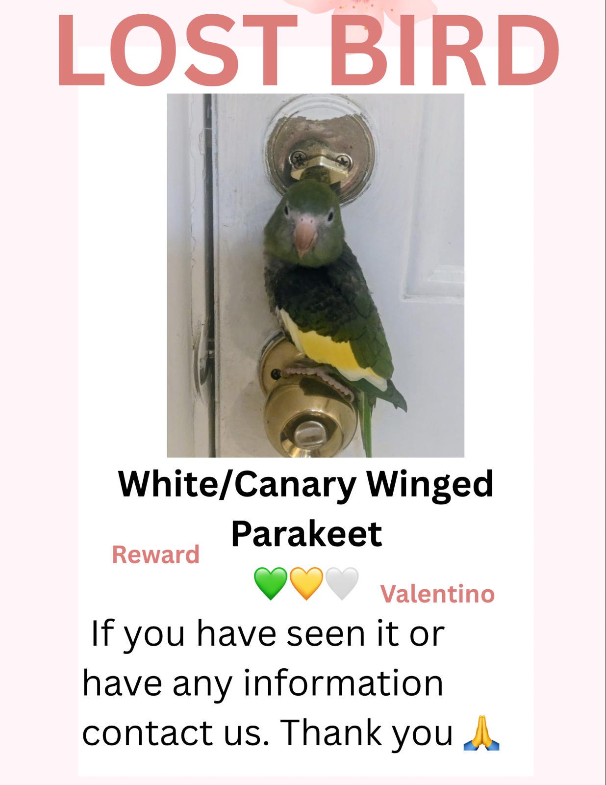 Lost bird