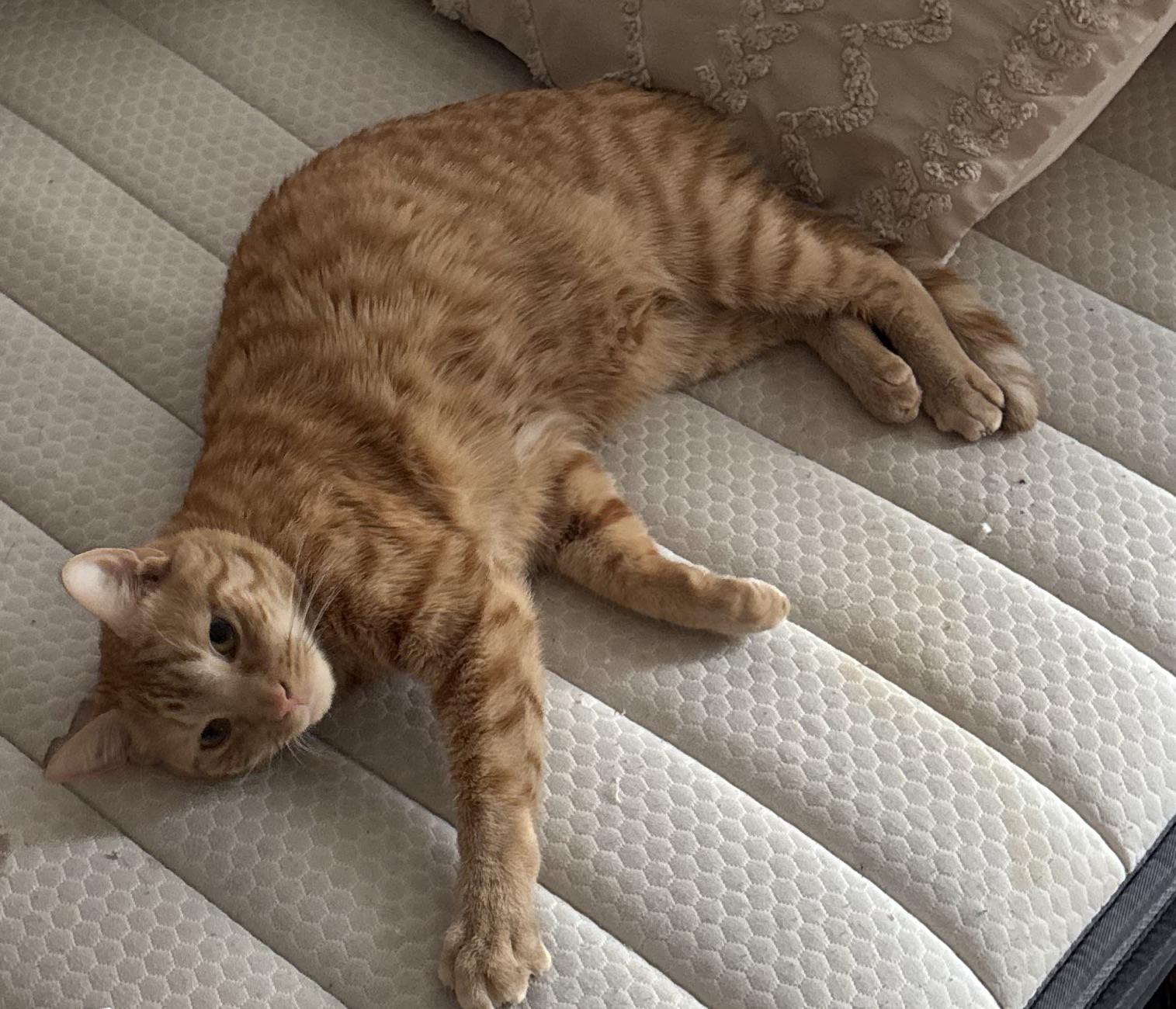 Lost cat