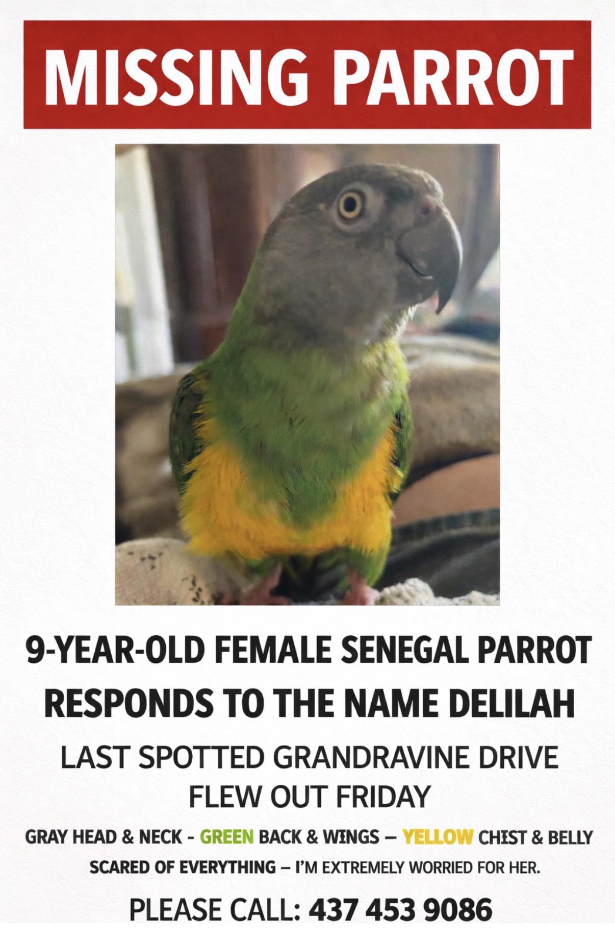Lost bird