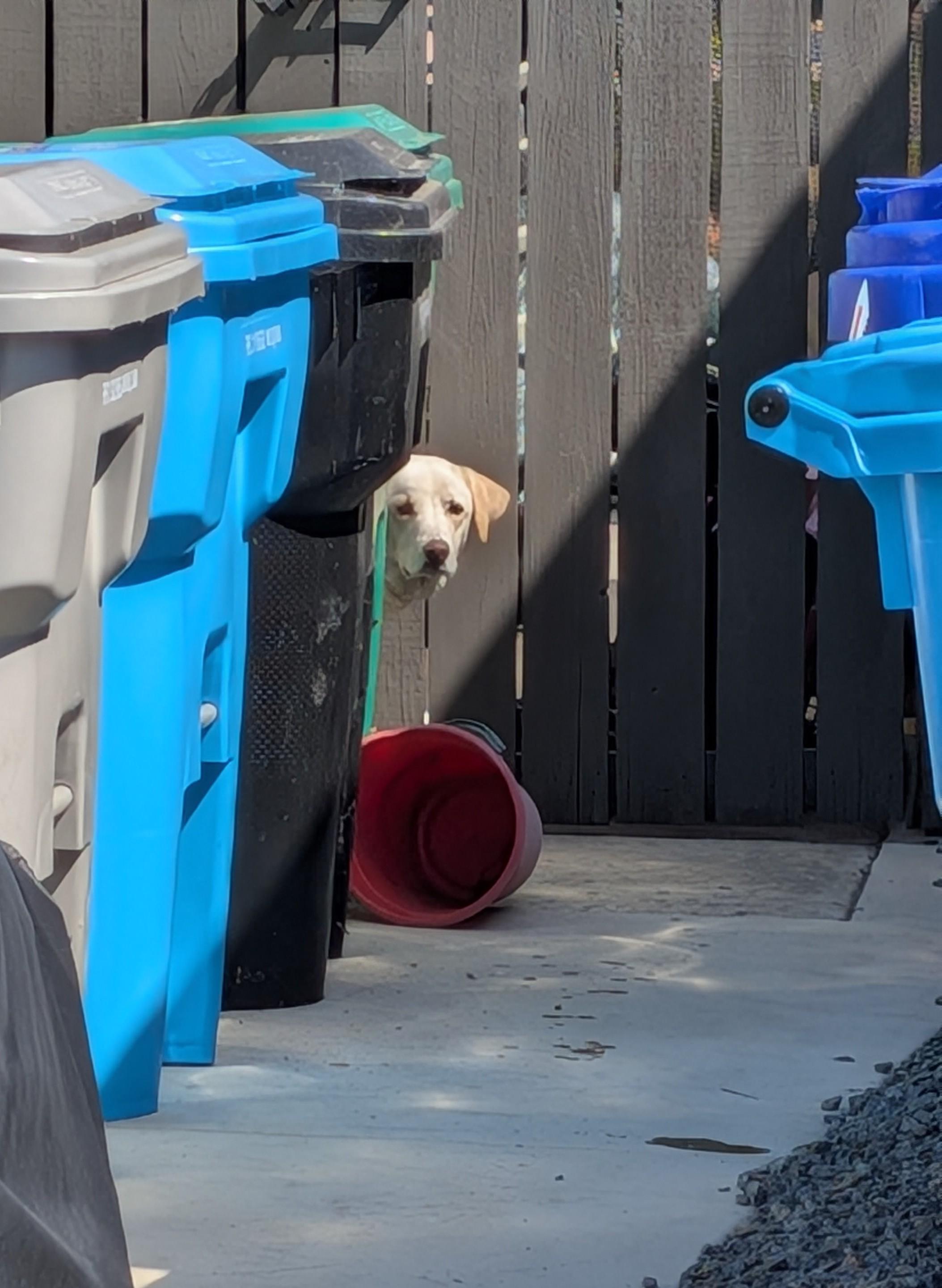 Found dog