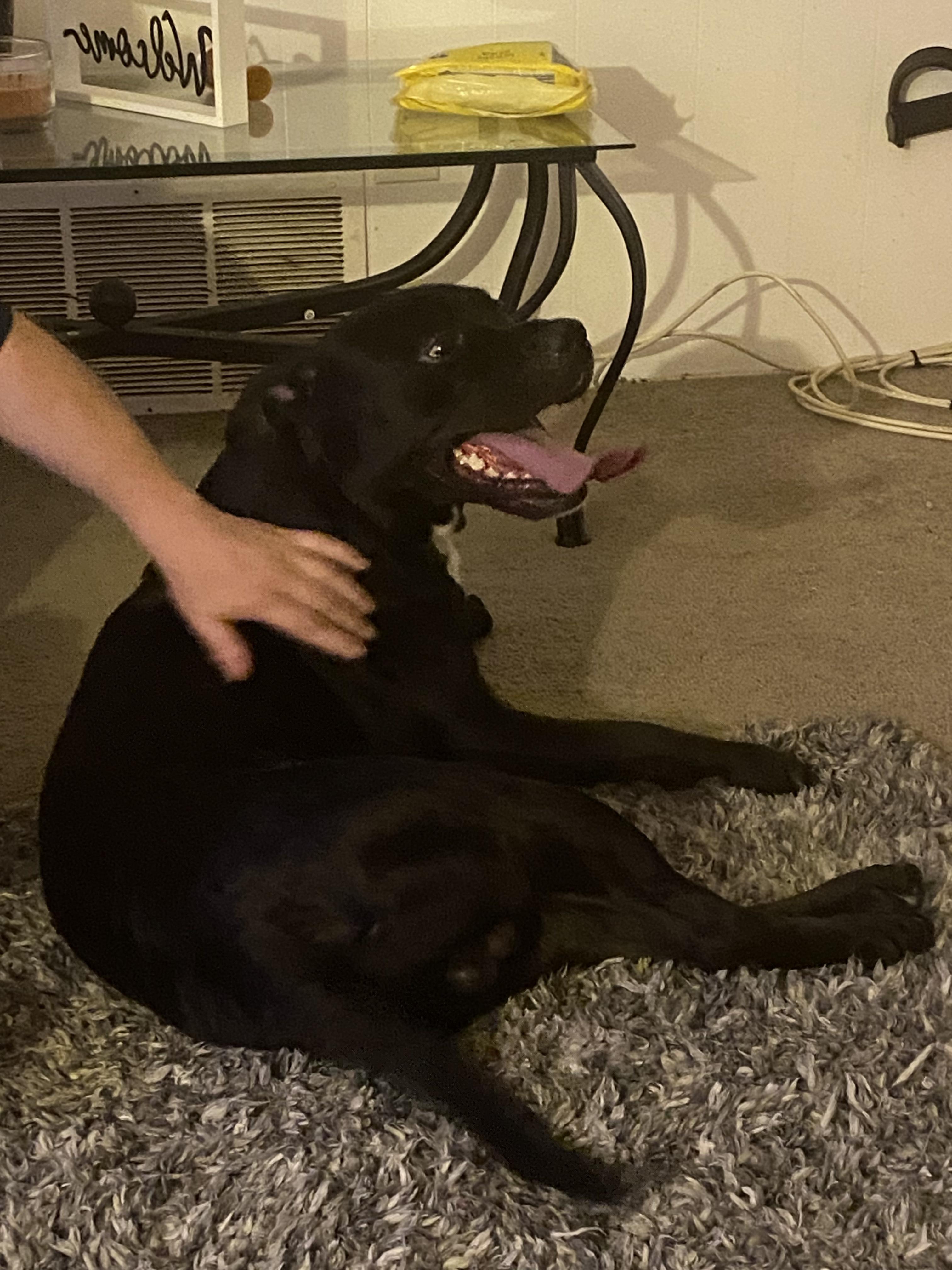 Found dog