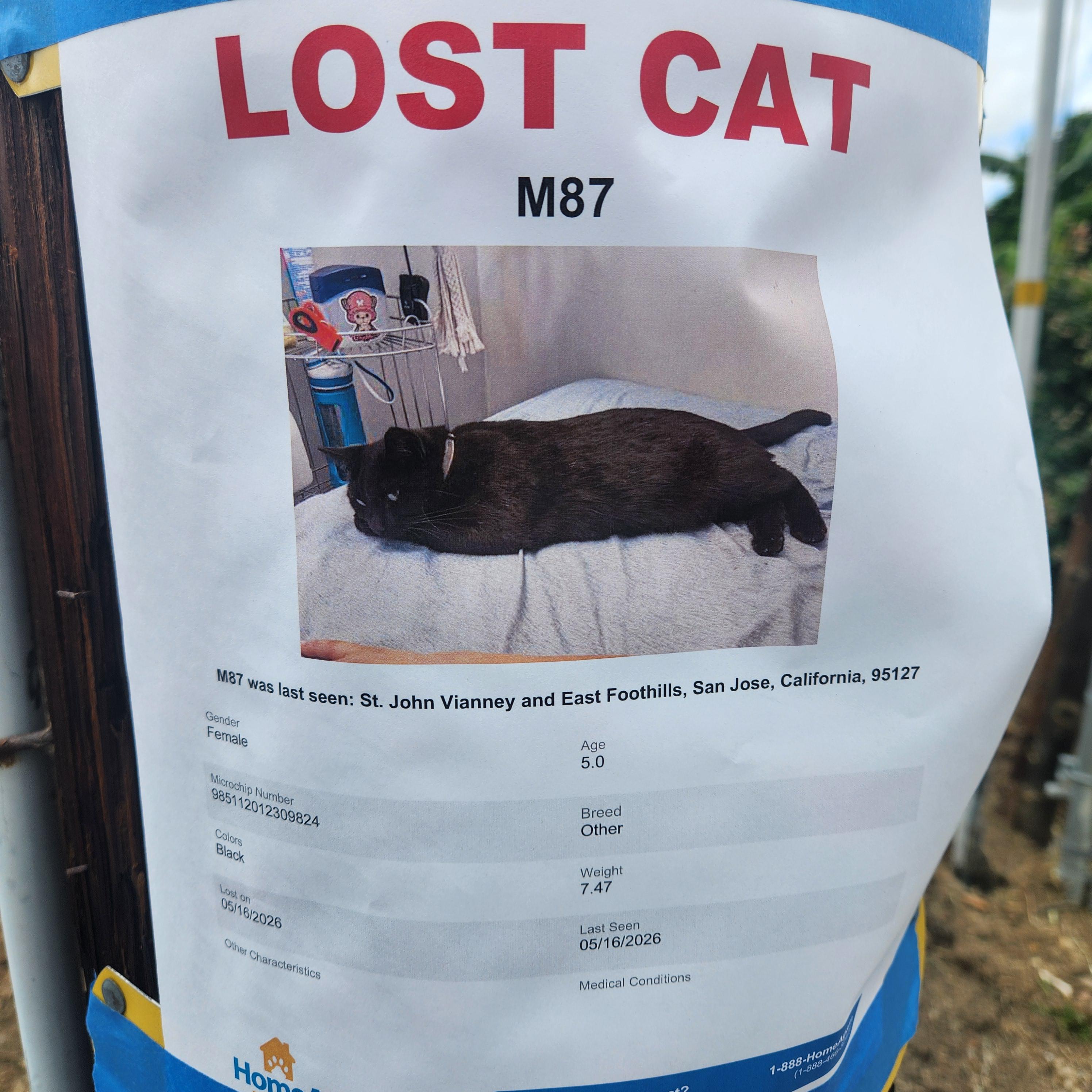 Lost cat