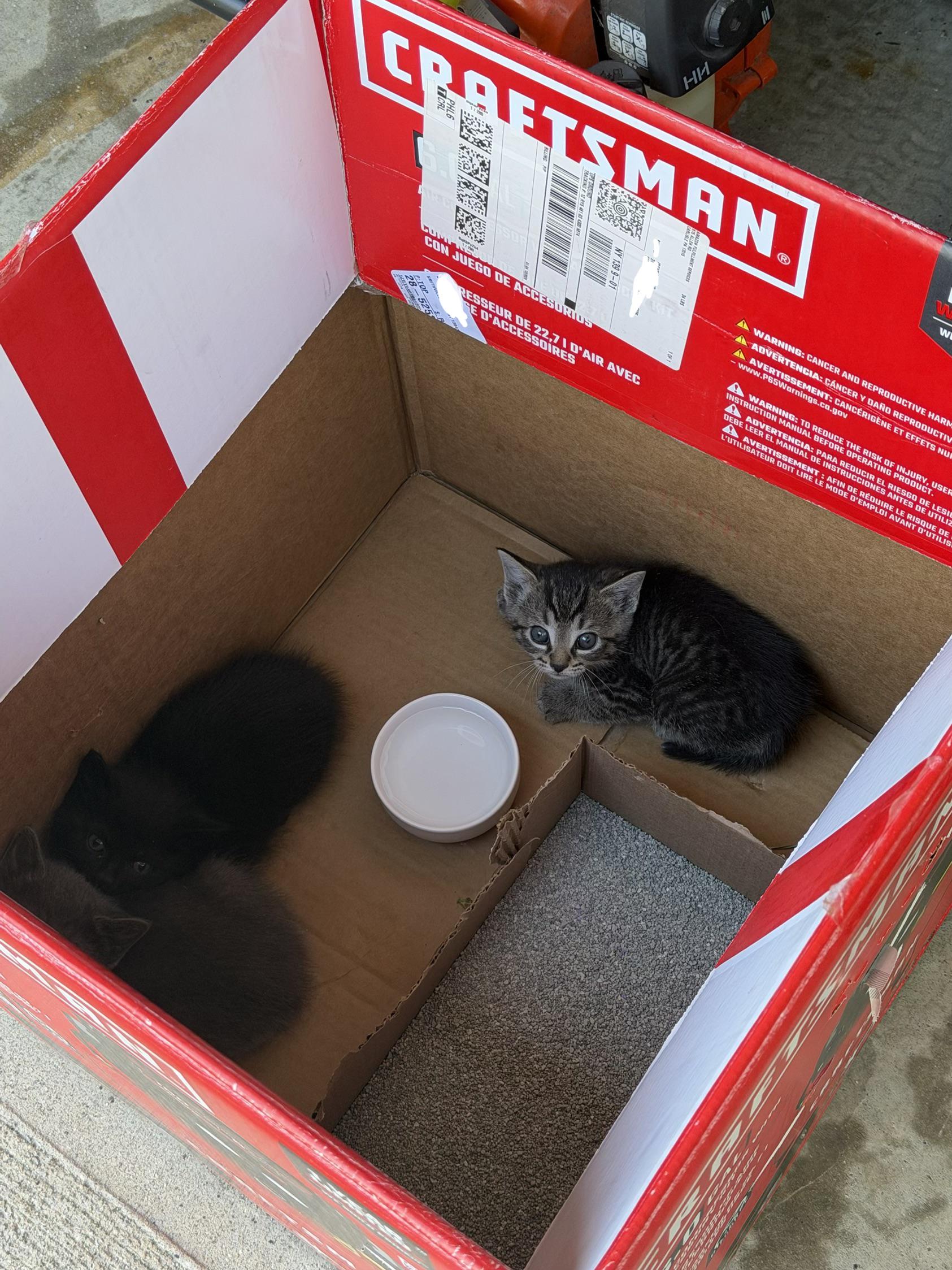 Found cat