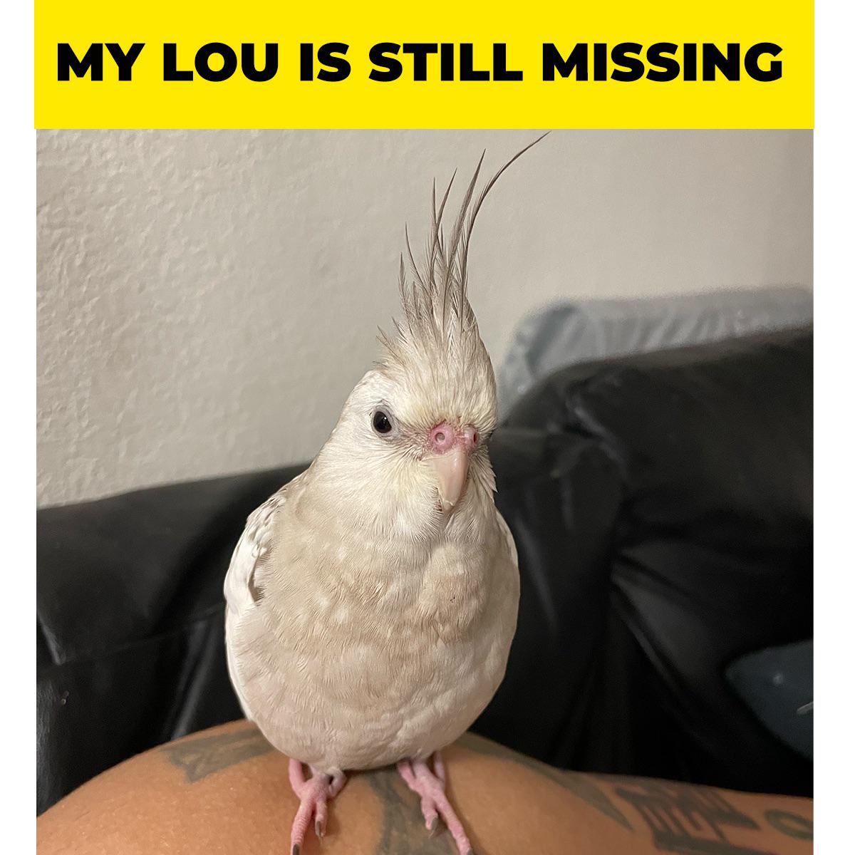 Lost bird