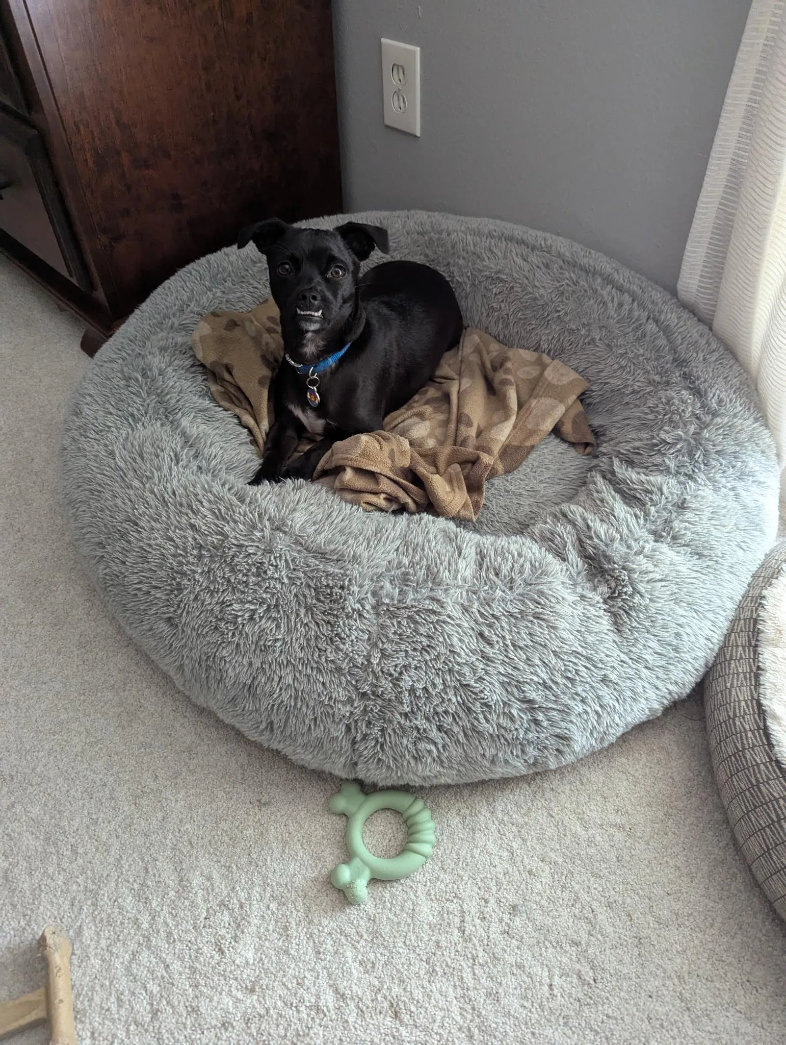 Lost dog