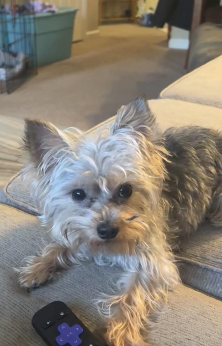 Lost dog
