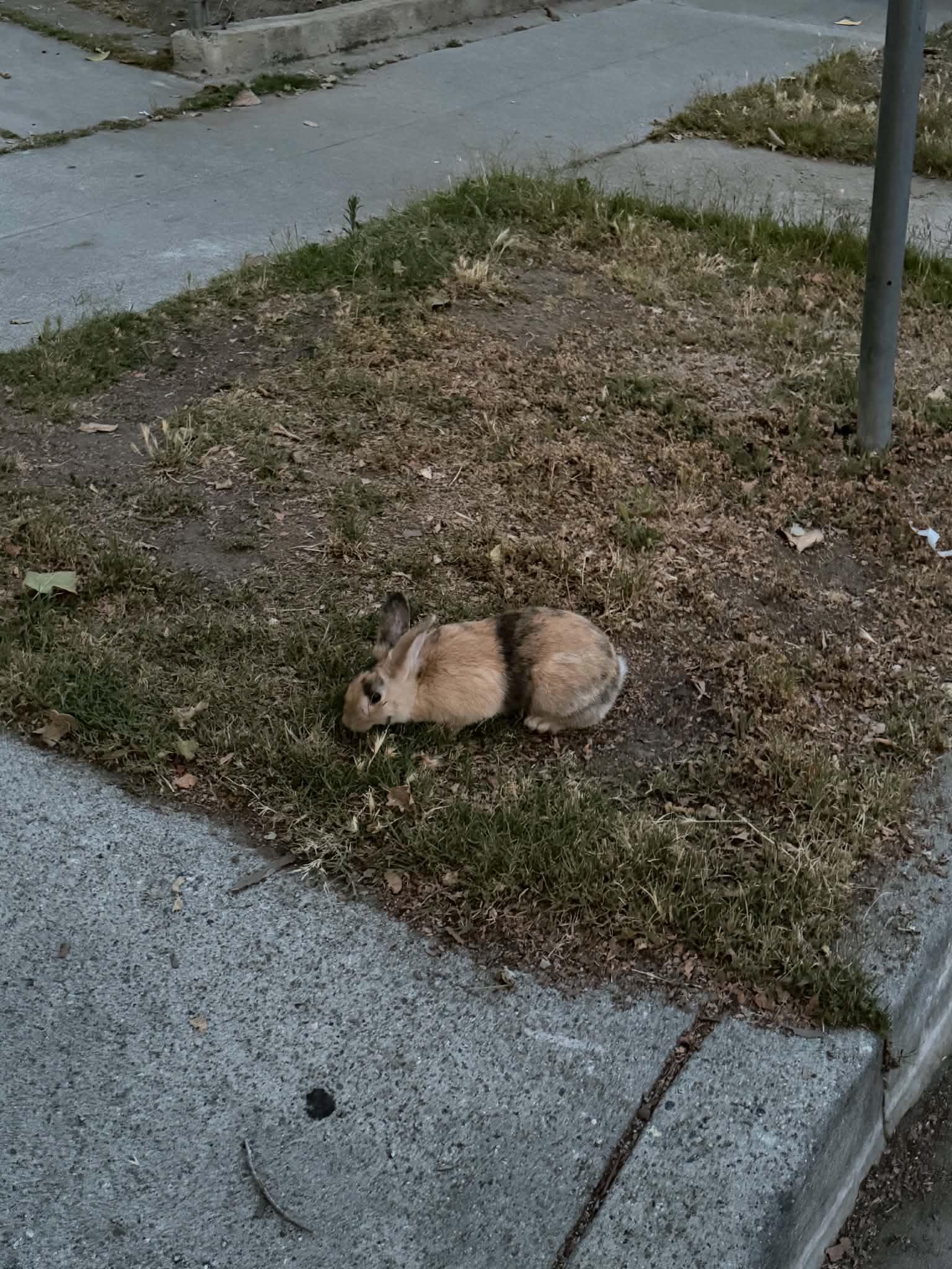 Found rabbit