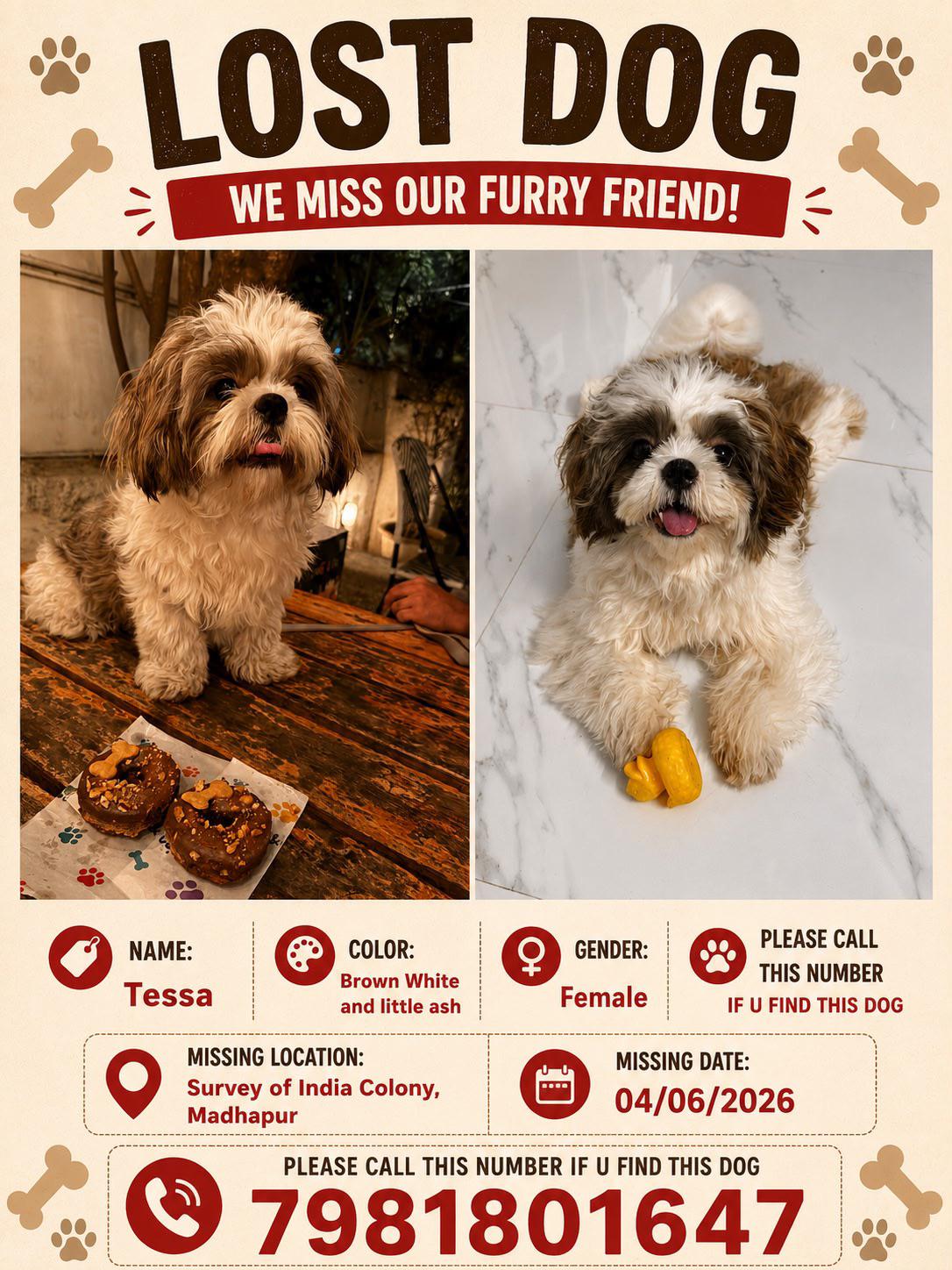 Lost dog