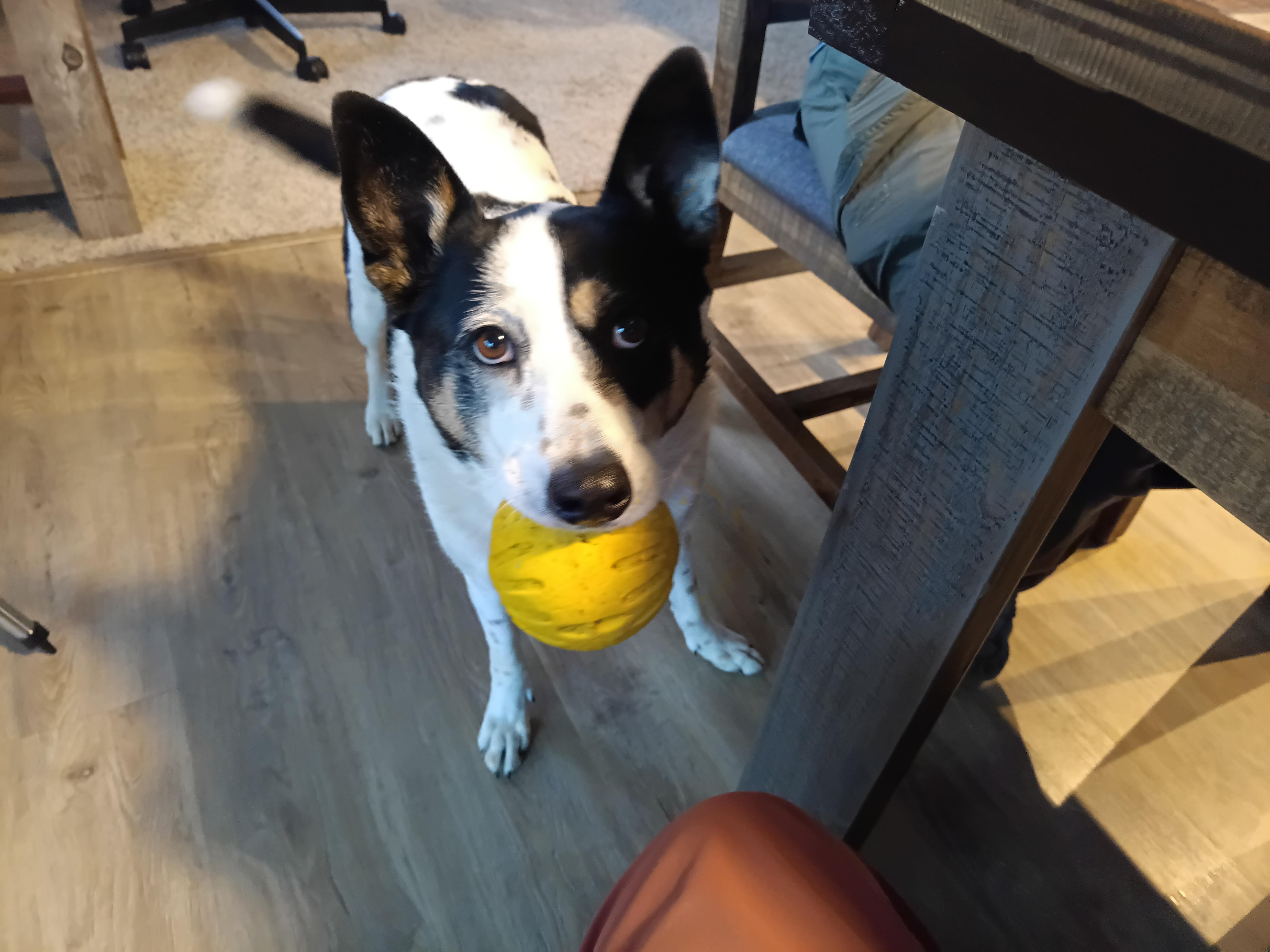 Lost Dog in Montezuma Peak
