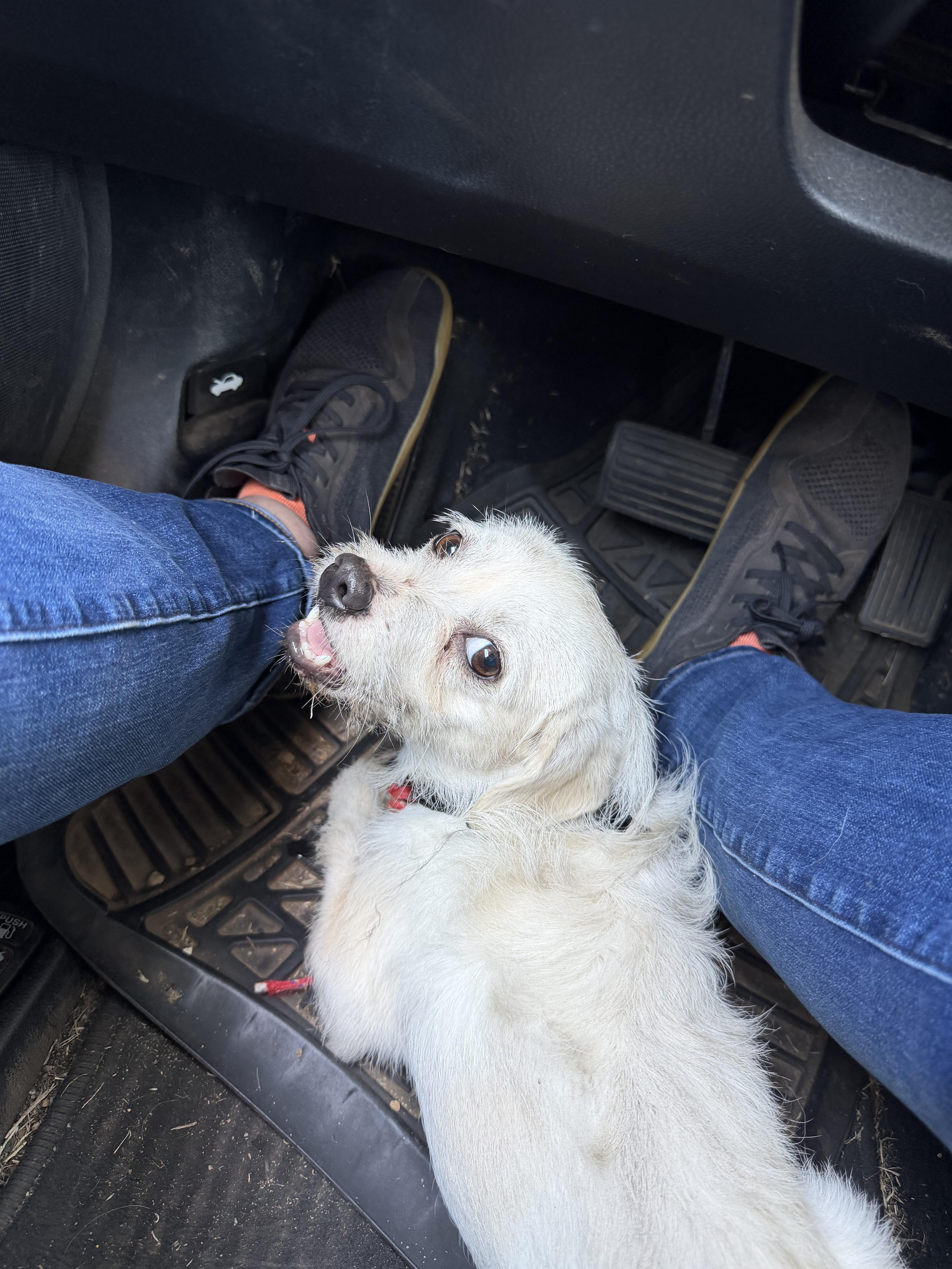 Found dog