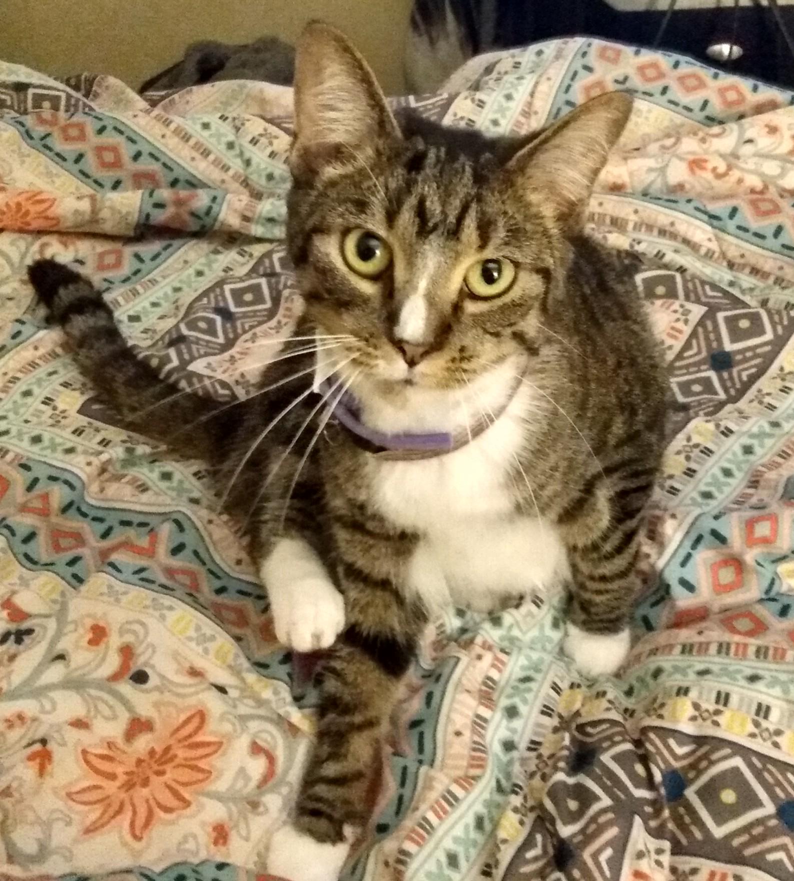 Lost Cat in Lynwood